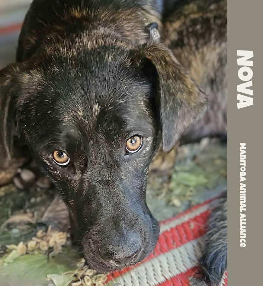 Nova, an adoptable Mastiff in Winnipeg, MB, R2C 1P2 | Photo Image 1