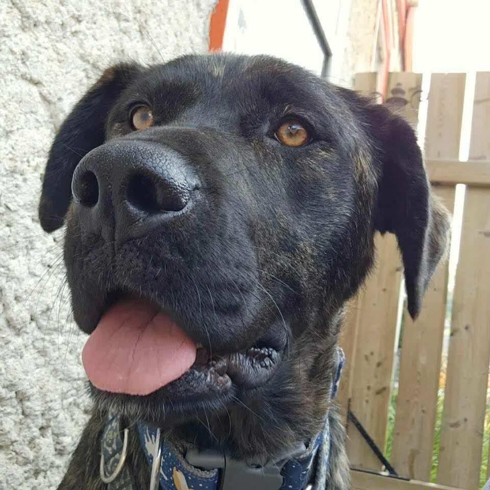 Nova, an adoptable Mastiff in Winnipeg, MB, R2C 1P2 | Photo Image 5