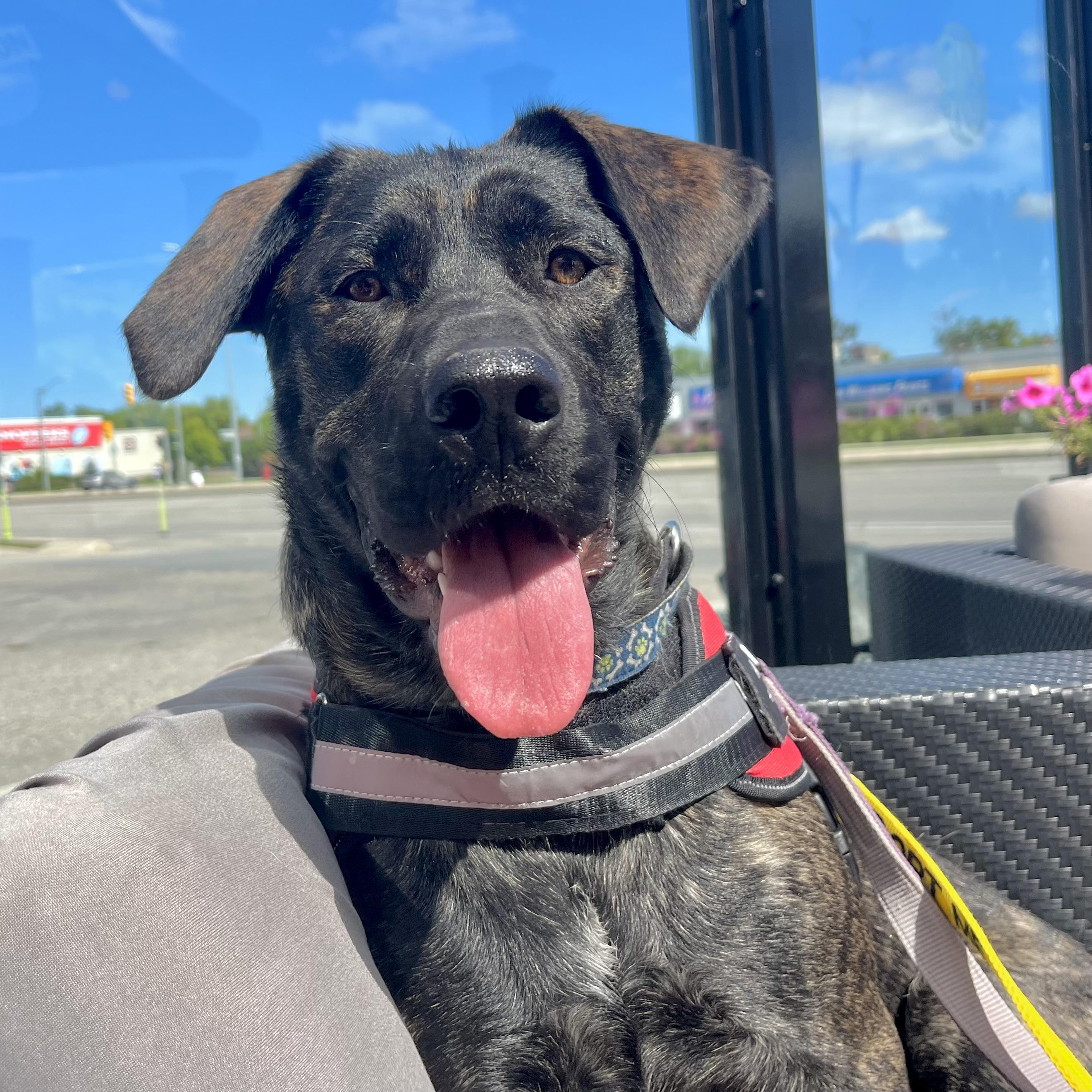 Nova, an adoptable Mastiff in Winnipeg, MB, R2C 1P2 | Photo Image 3