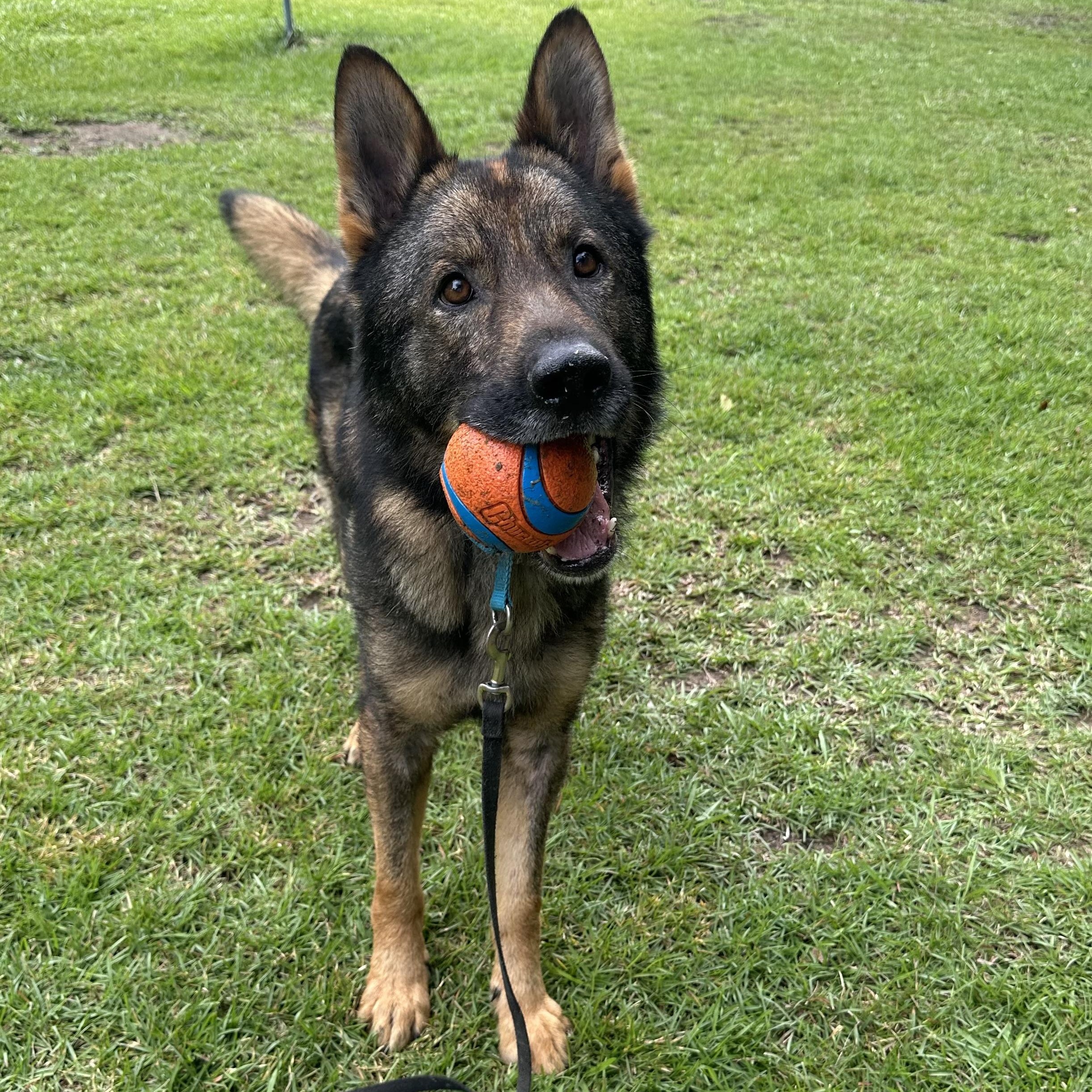 Obi