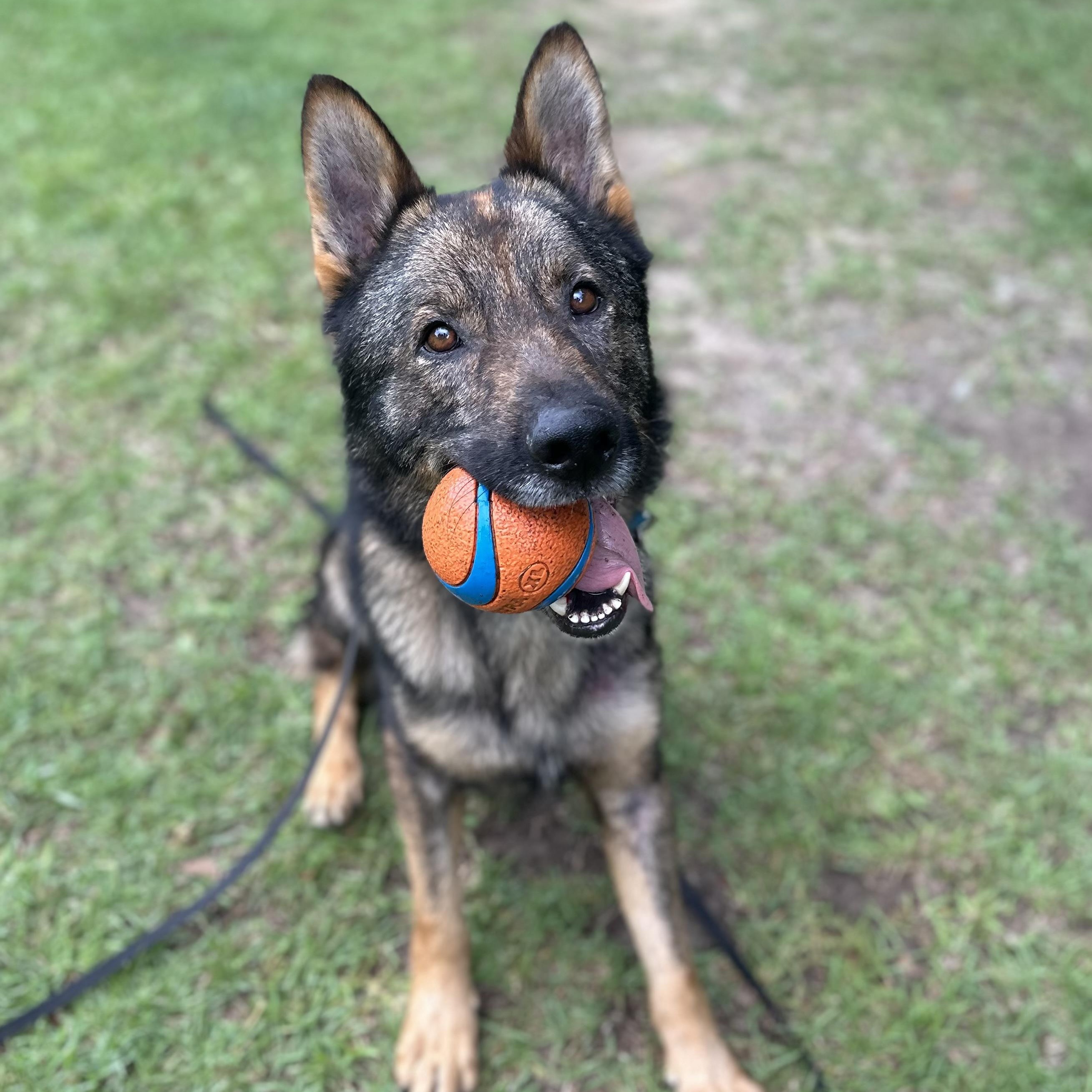 Obi