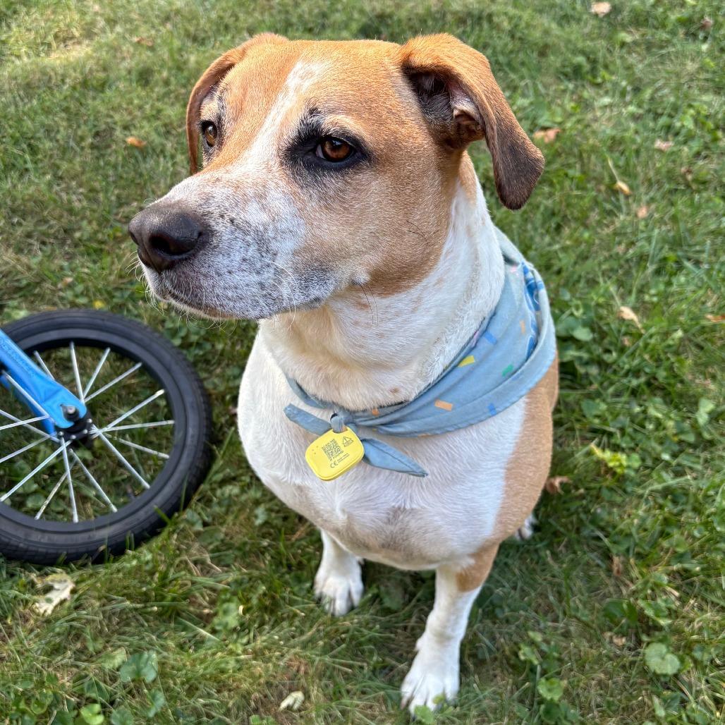 Enlarge Simba - Foster or Adopter Needed, a Adoptable Mixed Breed in Cincinnati, OH image 1/4