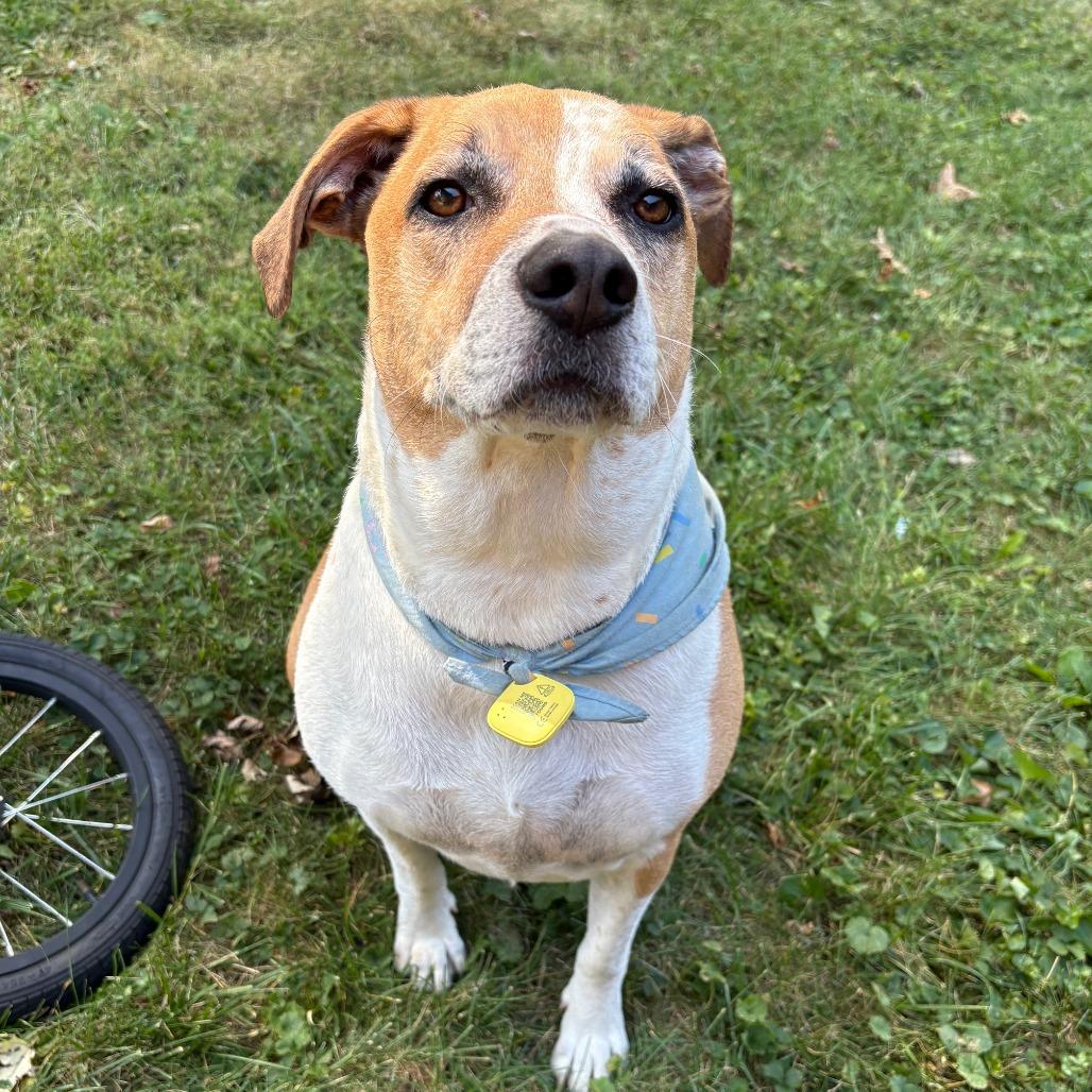 Enlarge Simba - Foster or Adopter Needed, a Adoptable Mixed Breed in Cincinnati, OH image 2/4