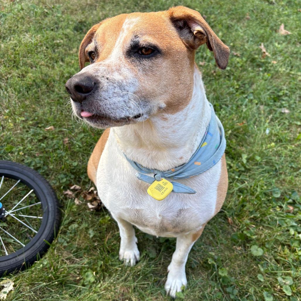 Enlarge Simba - Foster or Adopter Needed, a Adoptable Mixed Breed in Cincinnati, OH image 3/4