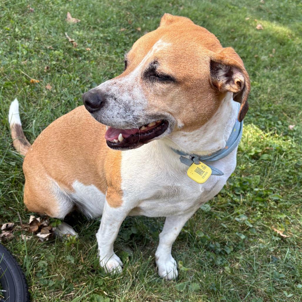 Enlarge Simba - Foster or Adopter Needed, a Adoptable Mixed Breed in Cincinnati, OH image 4/4