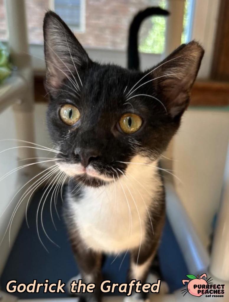 Enlarge Godrick the Grafted, a Adoptable mixed breed in Douglasville, GA image 3/3