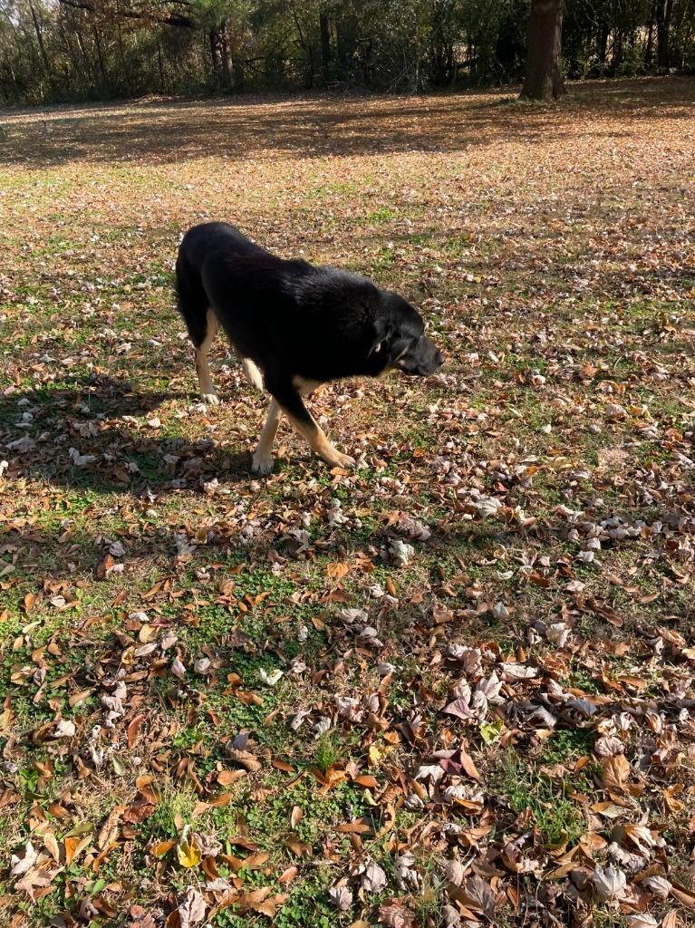 Gus, Adoptable, Young Male German Shepherd Dog & Great Pyrenees.