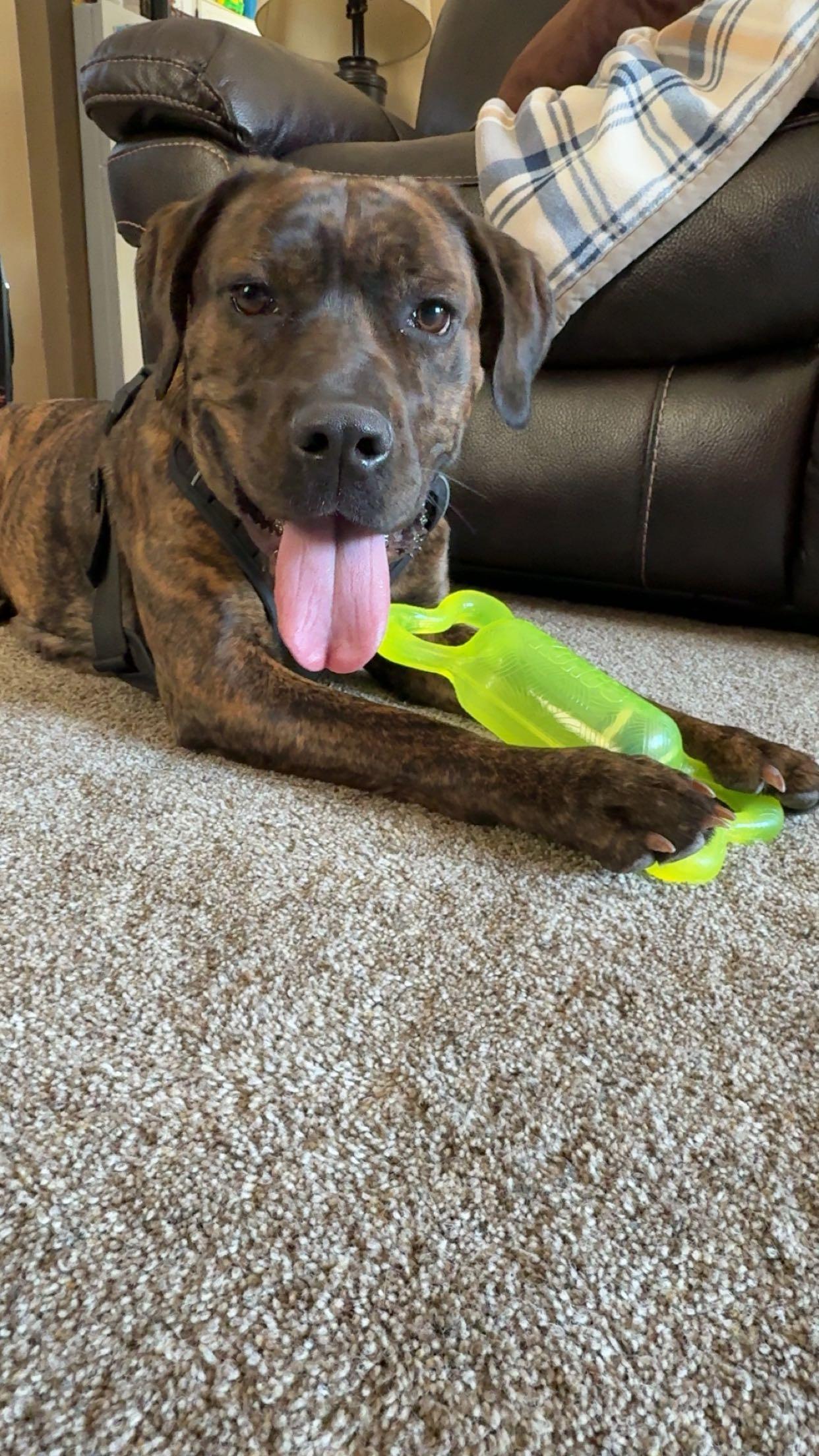 Enlarge Dusa, a Adoptable Cane Corso in Brainerd, MN image 1/3
