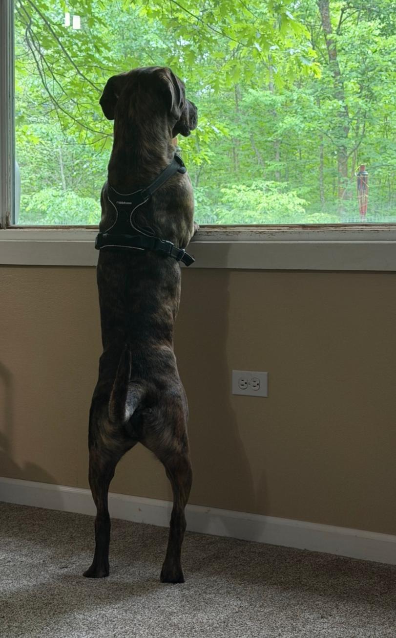 Enlarge Dusa, a Adoptable Cane Corso in Brainerd, MN image 2/3