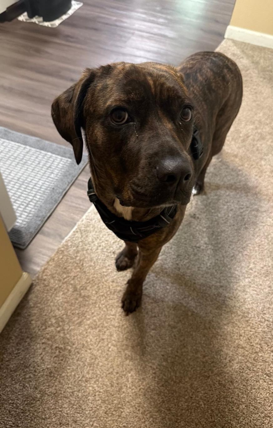 Enlarge Dusa, a Adoptable Cane Corso in Brainerd, MN image 3/3