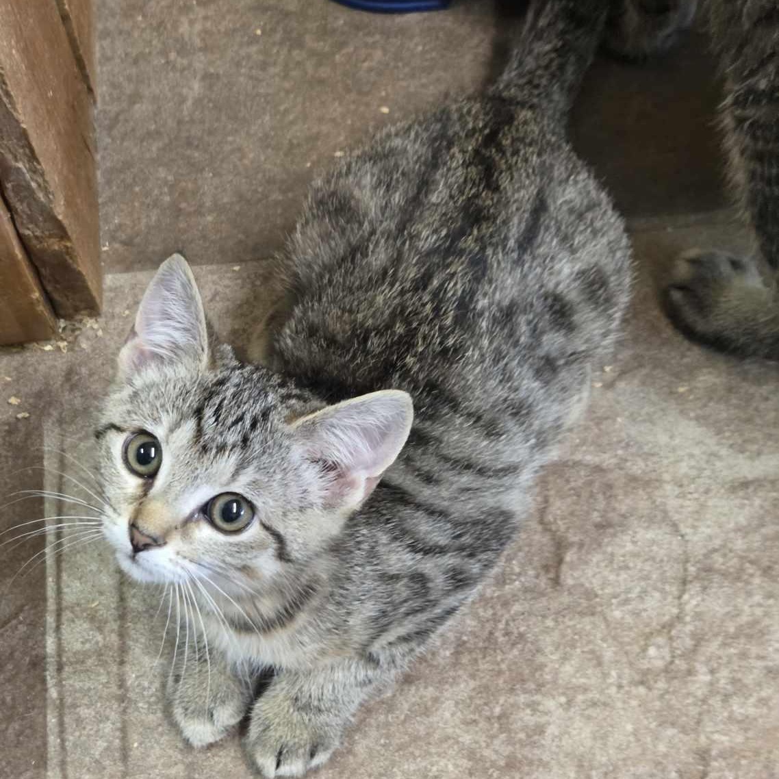 Twister, Baby Female Domestic Short Hair
