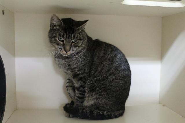 Herbert, Adoptable, Adult Male Domestic Short Hair.