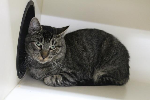 Enlarge Herbert, a Adoptable Domestic Short Hair in Portland, OR image 2/3