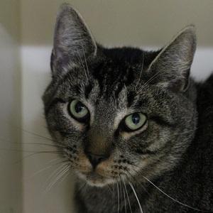 Enlarge Herbert, a Adoptable Domestic Short Hair in Portland, OR image 3/3