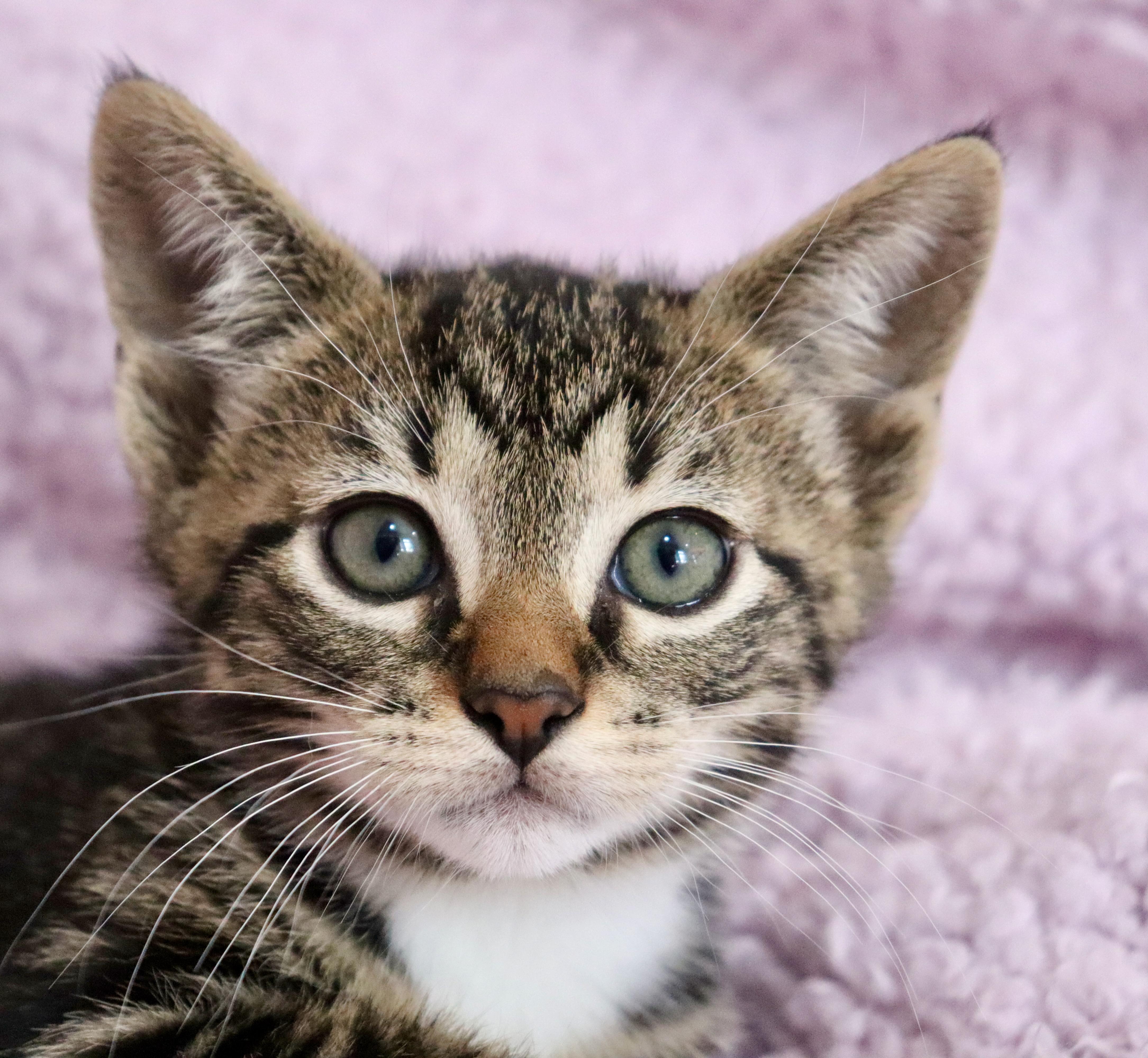 Enlarge Honeydew, an adopted mixed breed in Saint Augustine, FL image 2/5