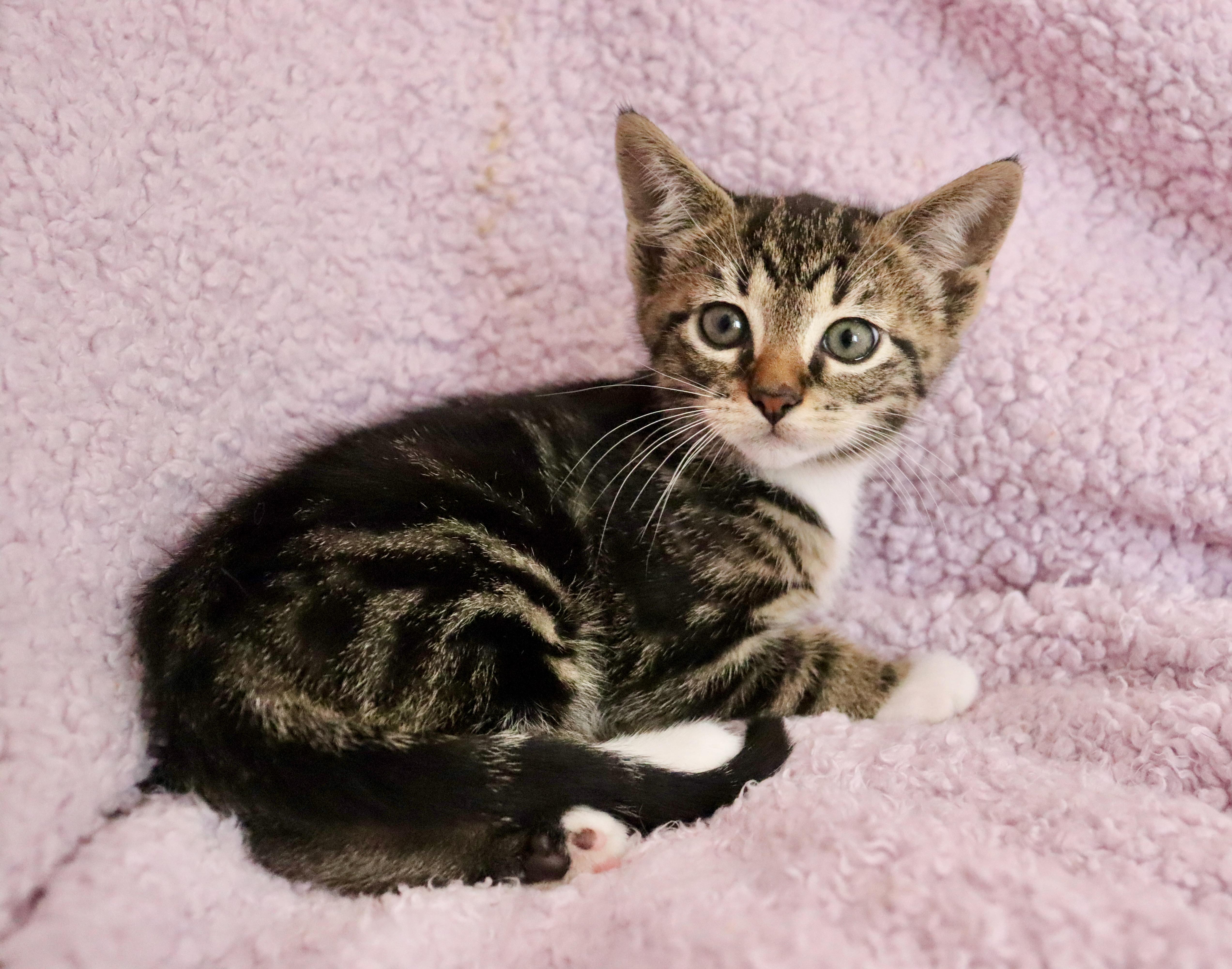 Enlarge Honeydew, an adopted mixed breed in Saint Augustine, FL image 4/5