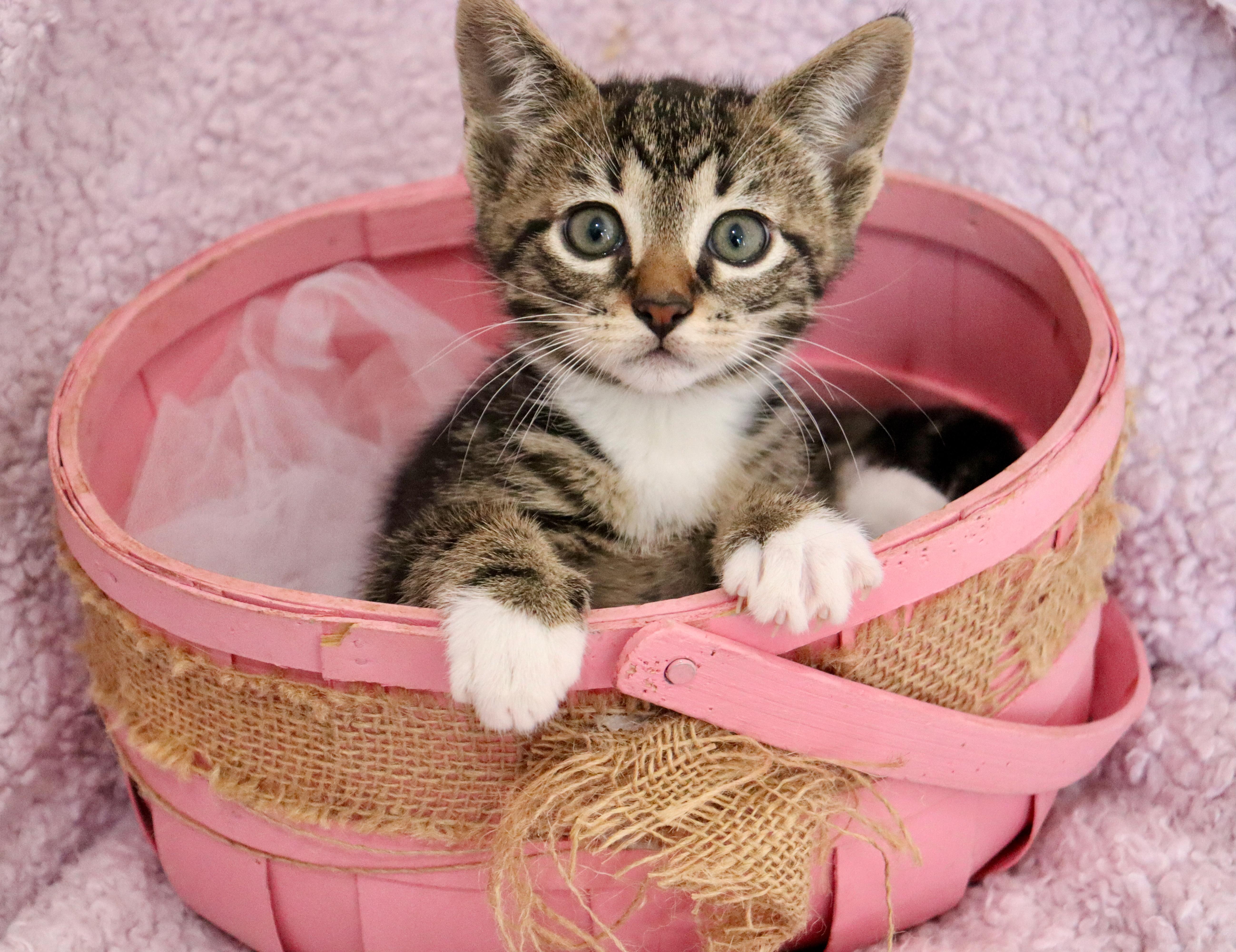 Enlarge Honeydew, an adopted mixed breed in Saint Augustine, FL image 3/5