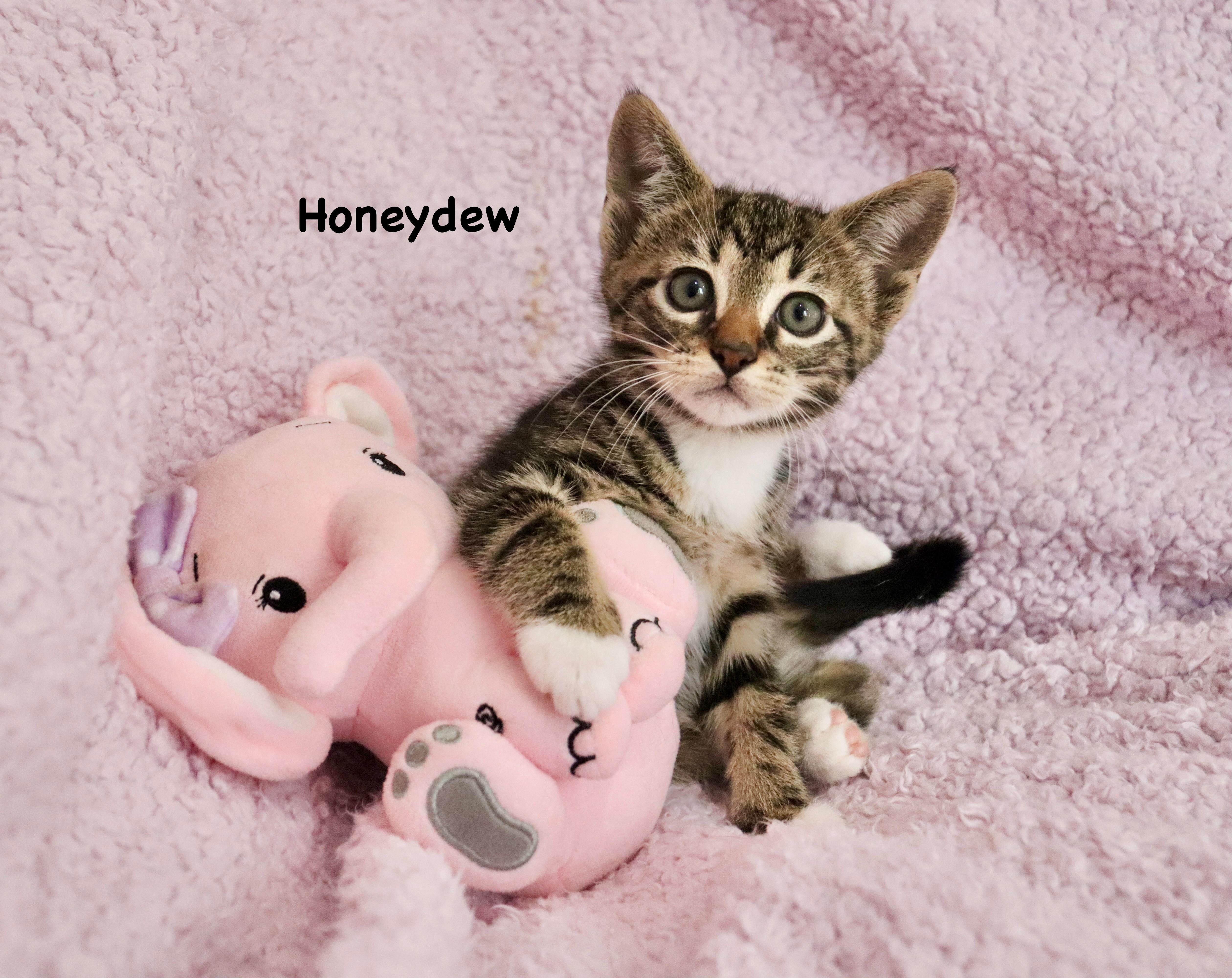 Honeydew, adopted, Kitten Female Tabby.