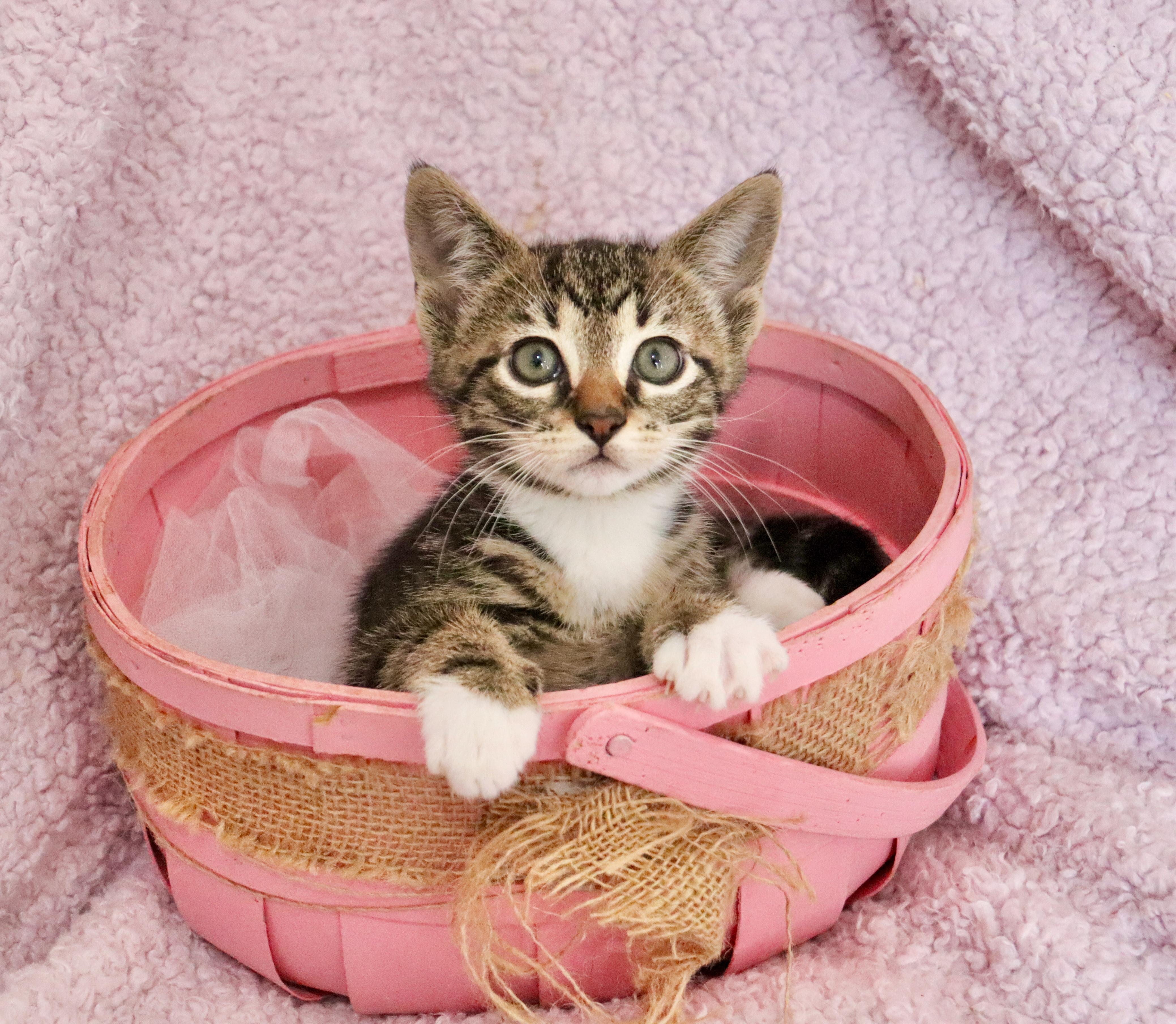 Enlarge Honeydew, an adopted mixed breed in Saint Augustine, FL image 5/5