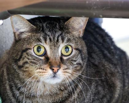 Sebastian, Adoptable, Adult Male Domestic Short Hair.