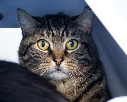 Enlarge Sebastian, a Adoptable mixed breed in West Seneca, NY image 3/3