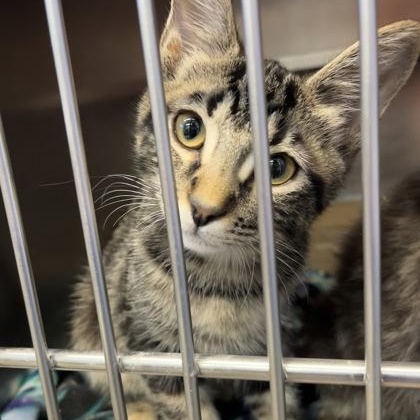 Adam, Adopted, Kitten Male Domestic Short Hair.