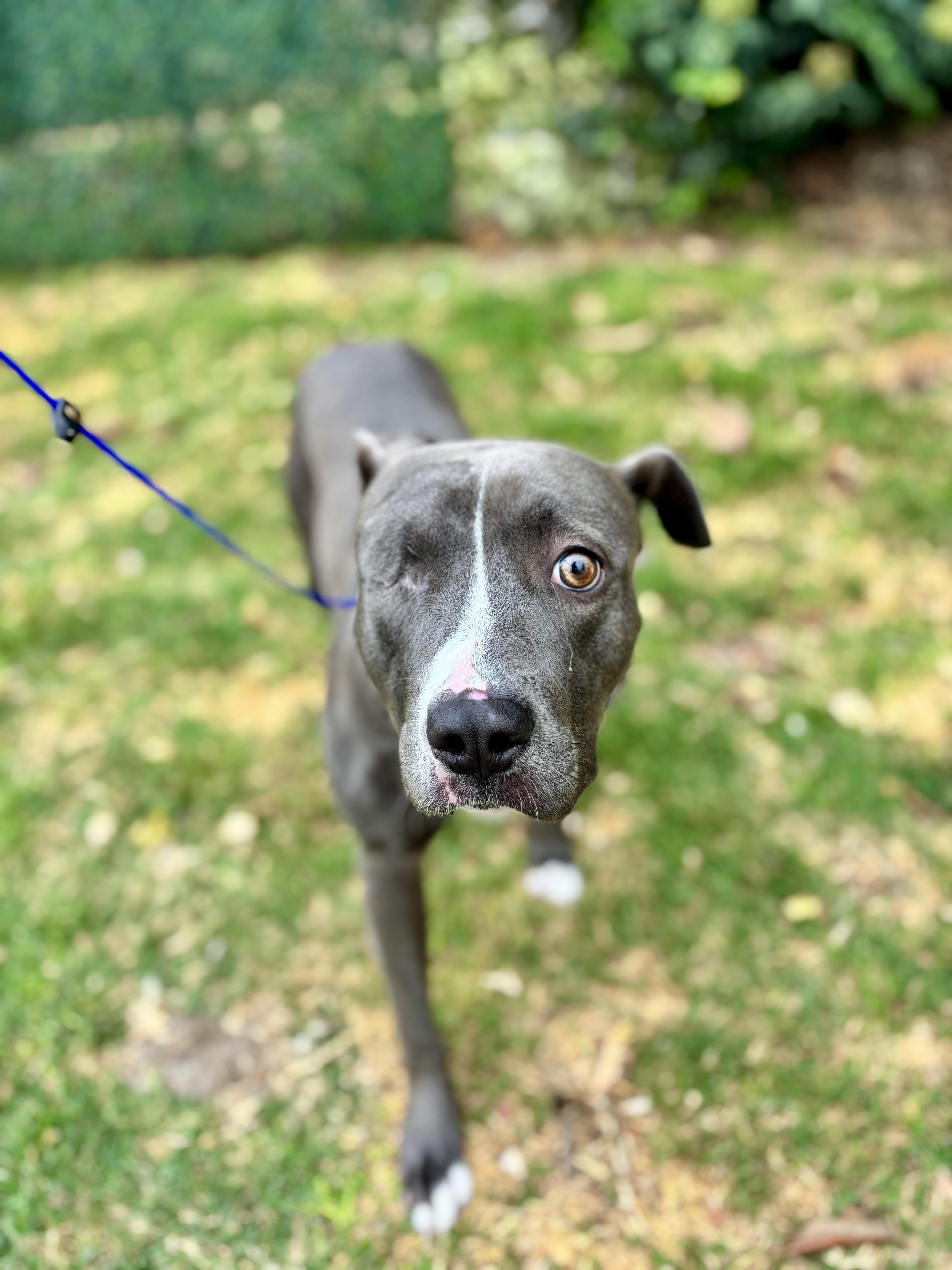 Lila, a Adoptable Pit Bull Terrier in Thousand Oaks, CA image 1/6