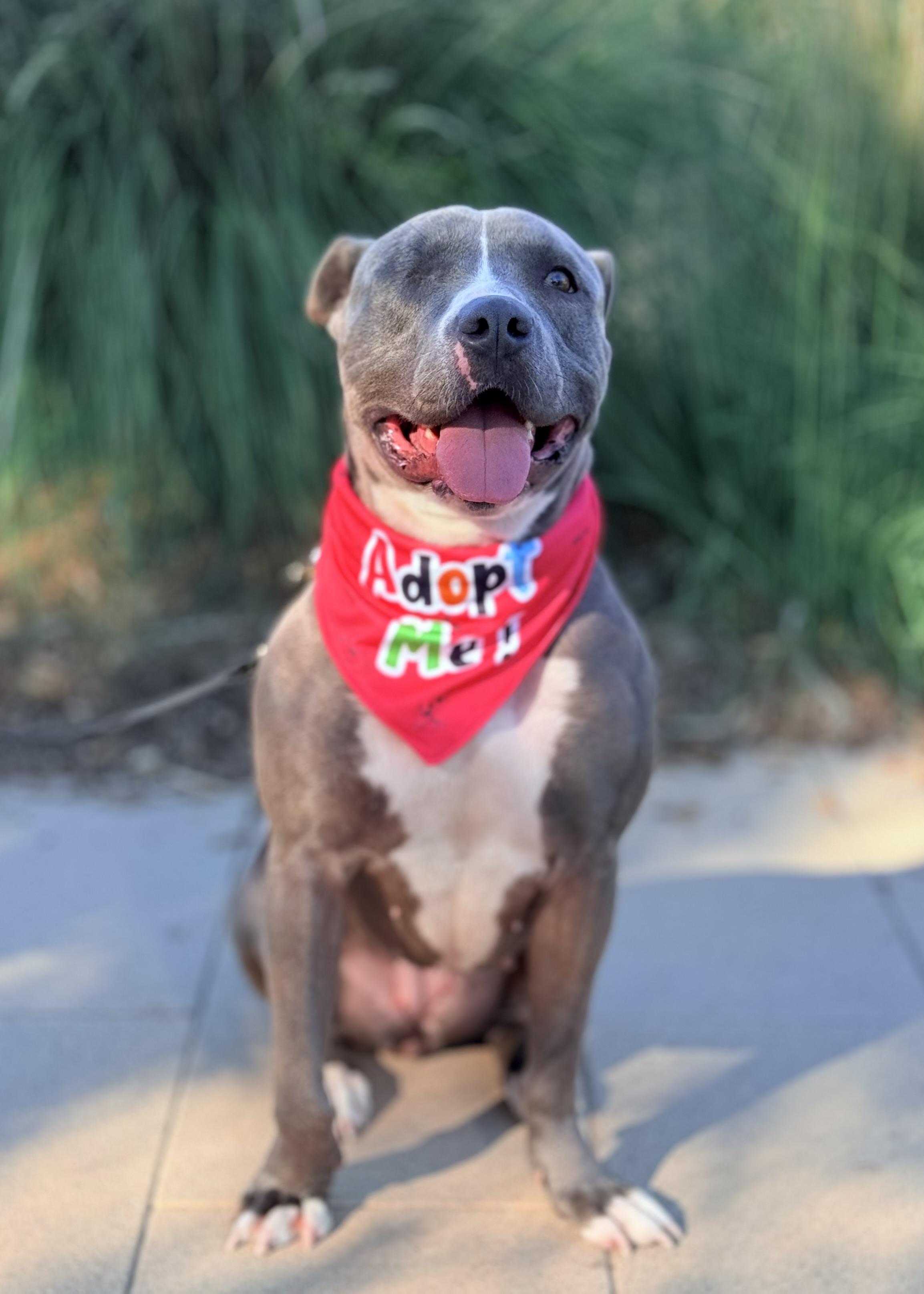 Enlarge Lila, an adopted Pit Bull Terrier in Thousand Oaks, CA image 2/6