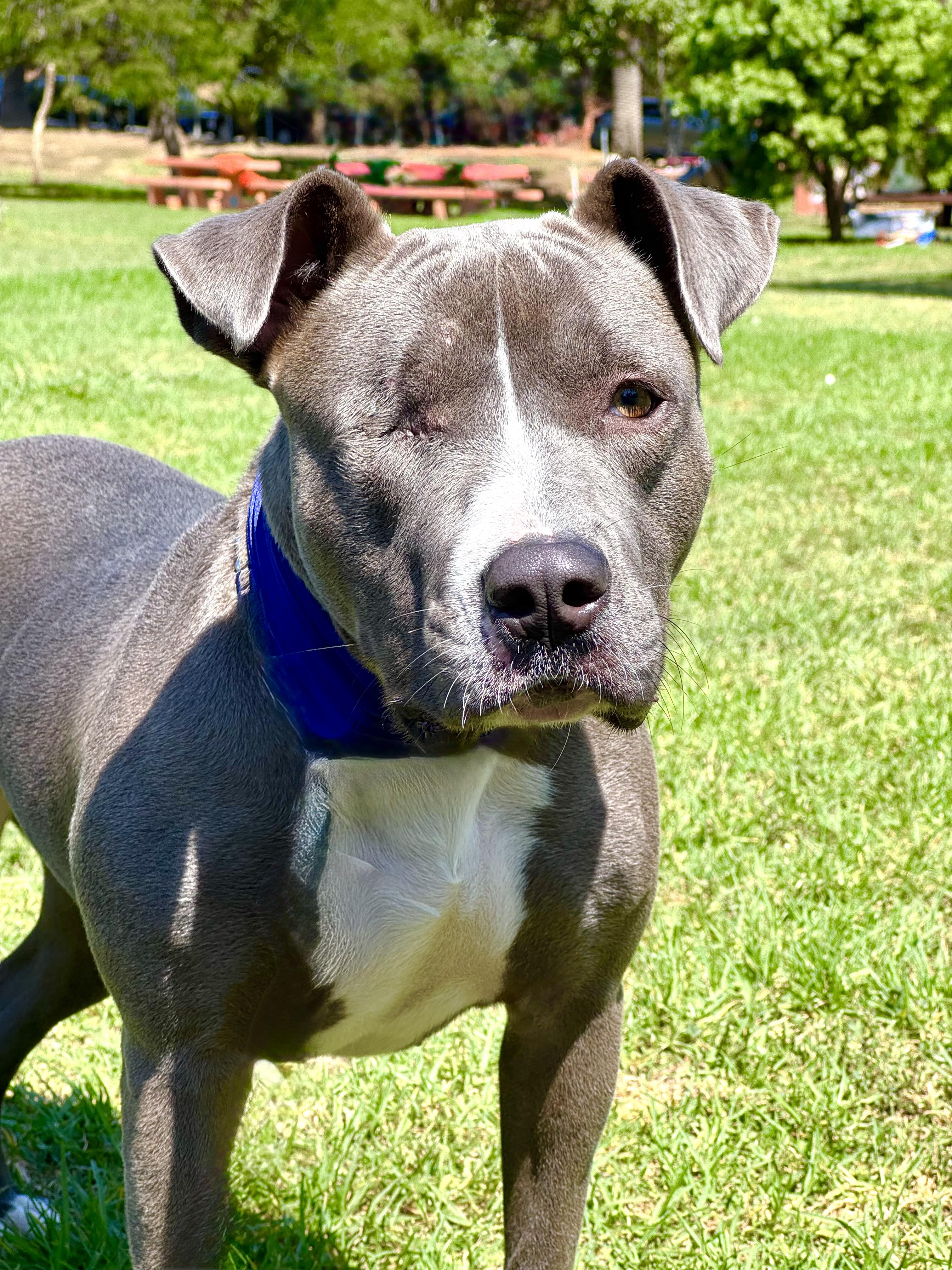 Lila, a Adoptable Pit Bull Terrier in Thousand Oaks, CA image 4/6