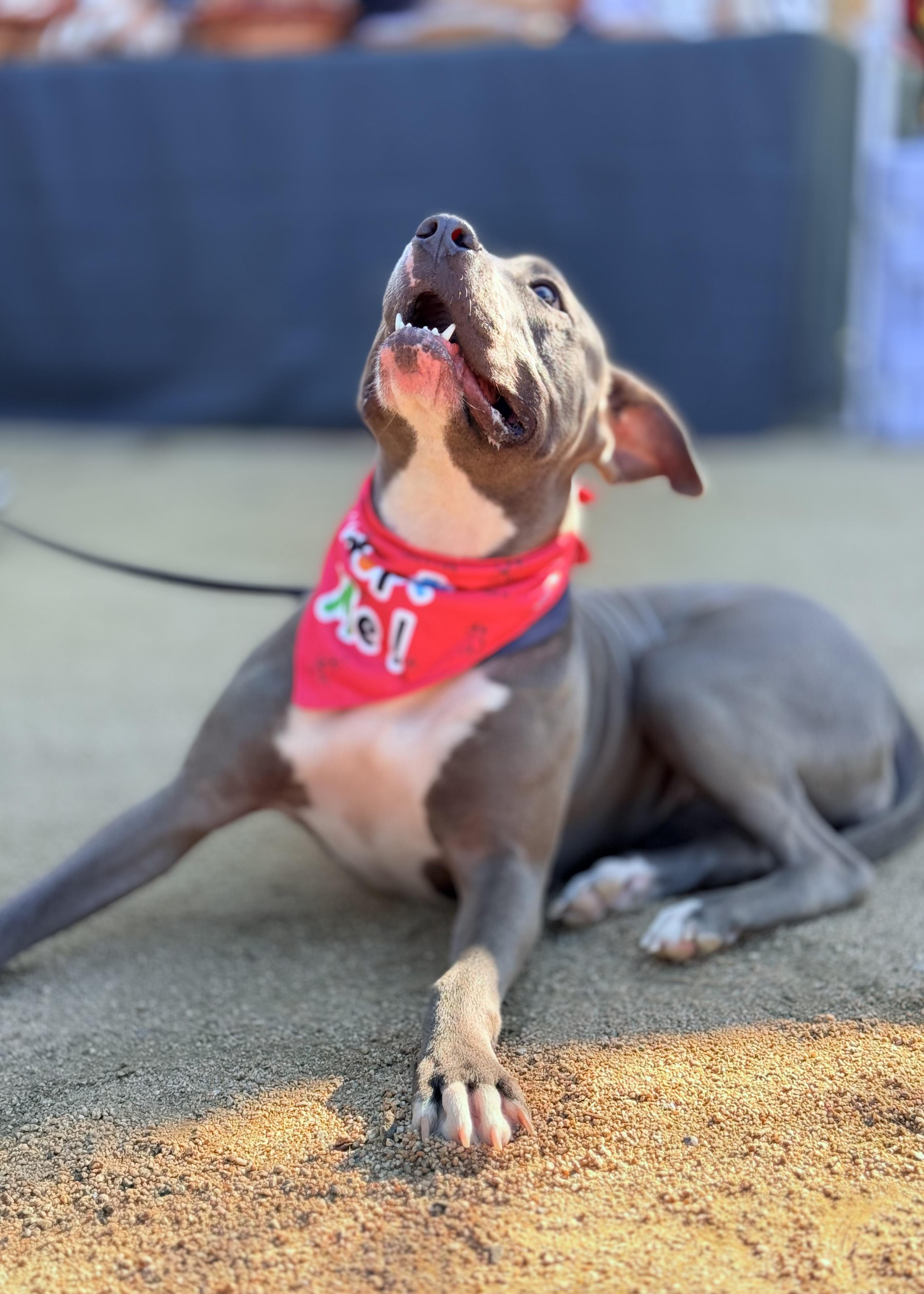 Enlarge Lila, an adopted Pit Bull Terrier in Thousand Oaks, CA image 5/6