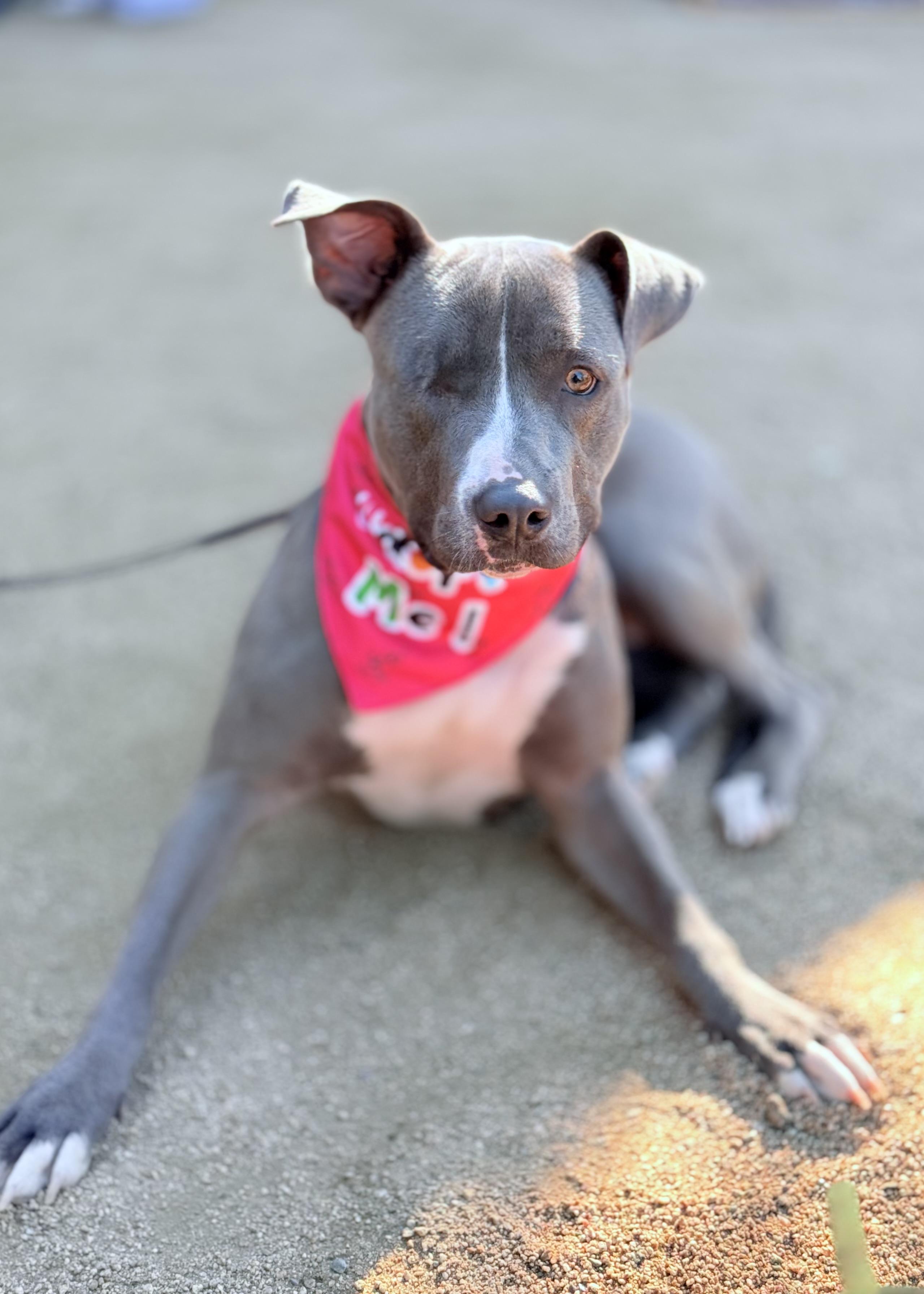 Enlarge Lila, an adopted Pit Bull Terrier in Thousand Oaks, CA image 3/6