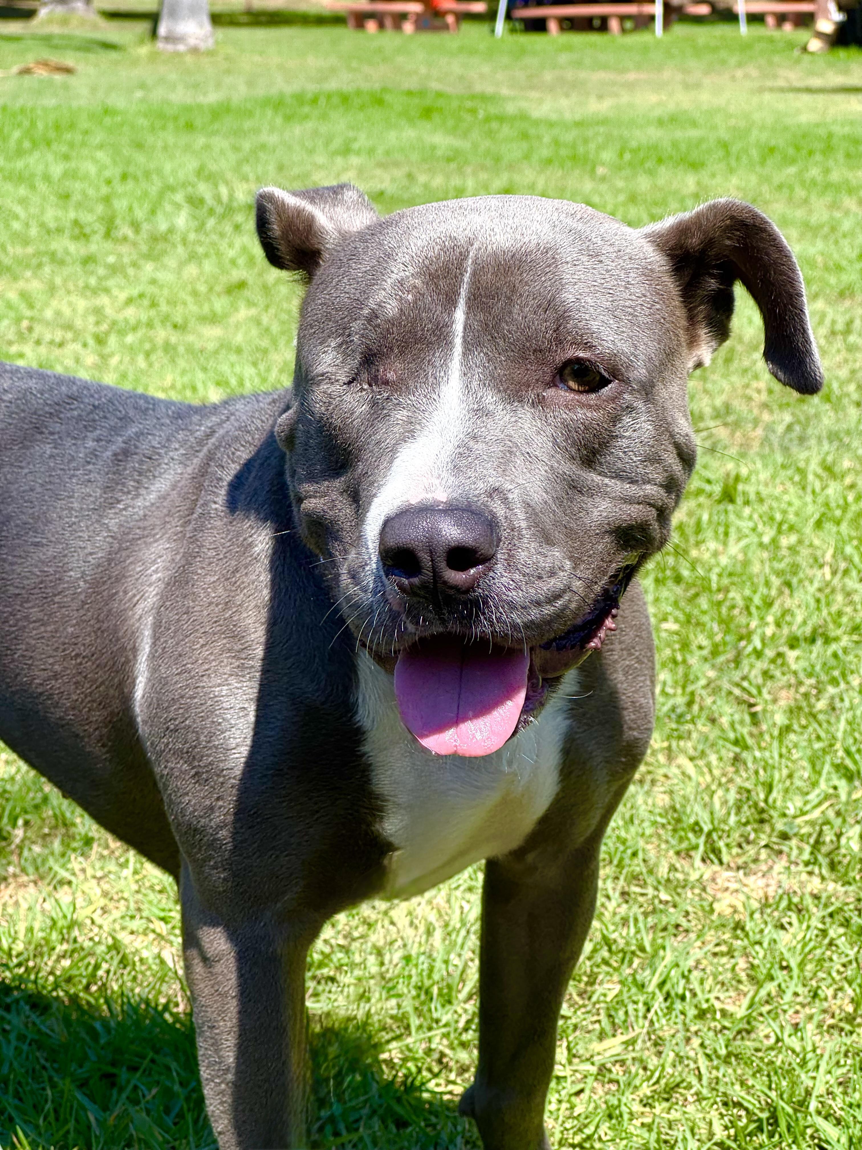 Lila, a Adoptable Pit Bull Terrier in Thousand Oaks, CA image 2/6