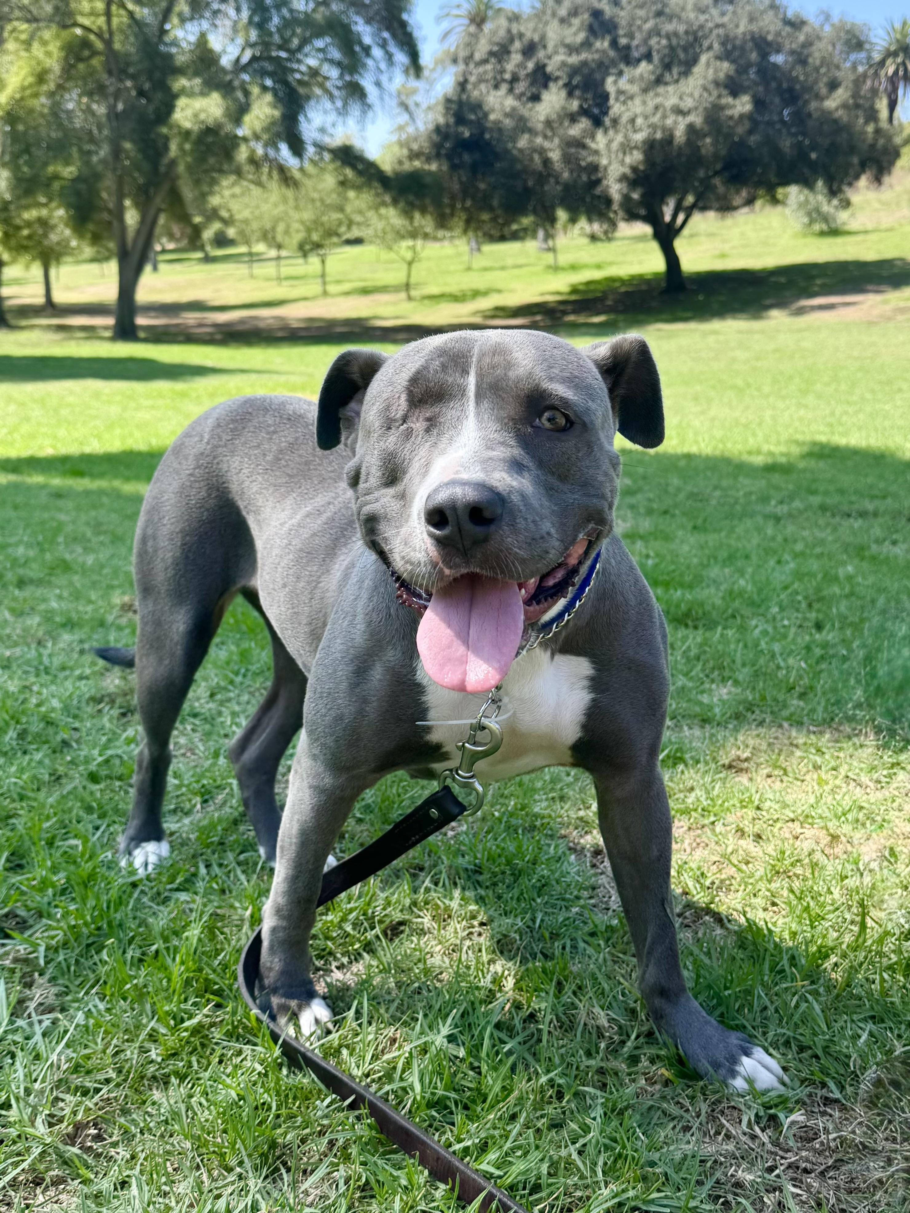 Lila, a Adoptable Pit Bull Terrier in Thousand Oaks, CA image 5/6