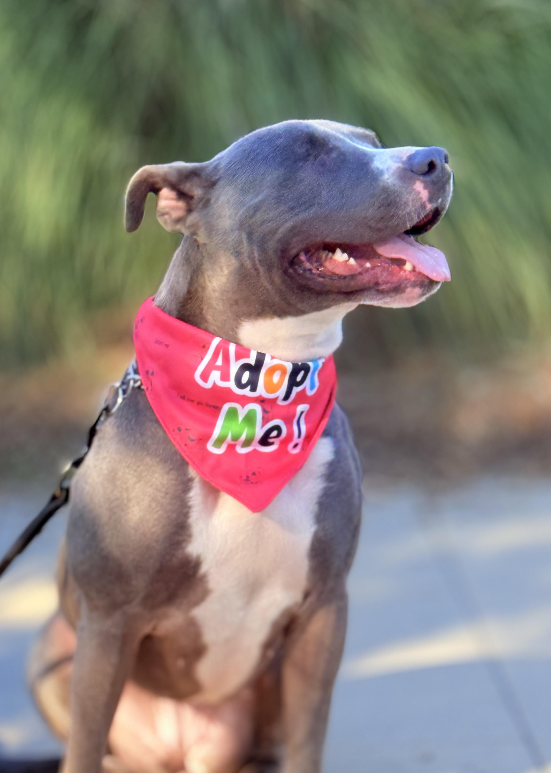 Enlarge Lila, an adopted Pit Bull Terrier in Thousand Oaks, CA image 4/6