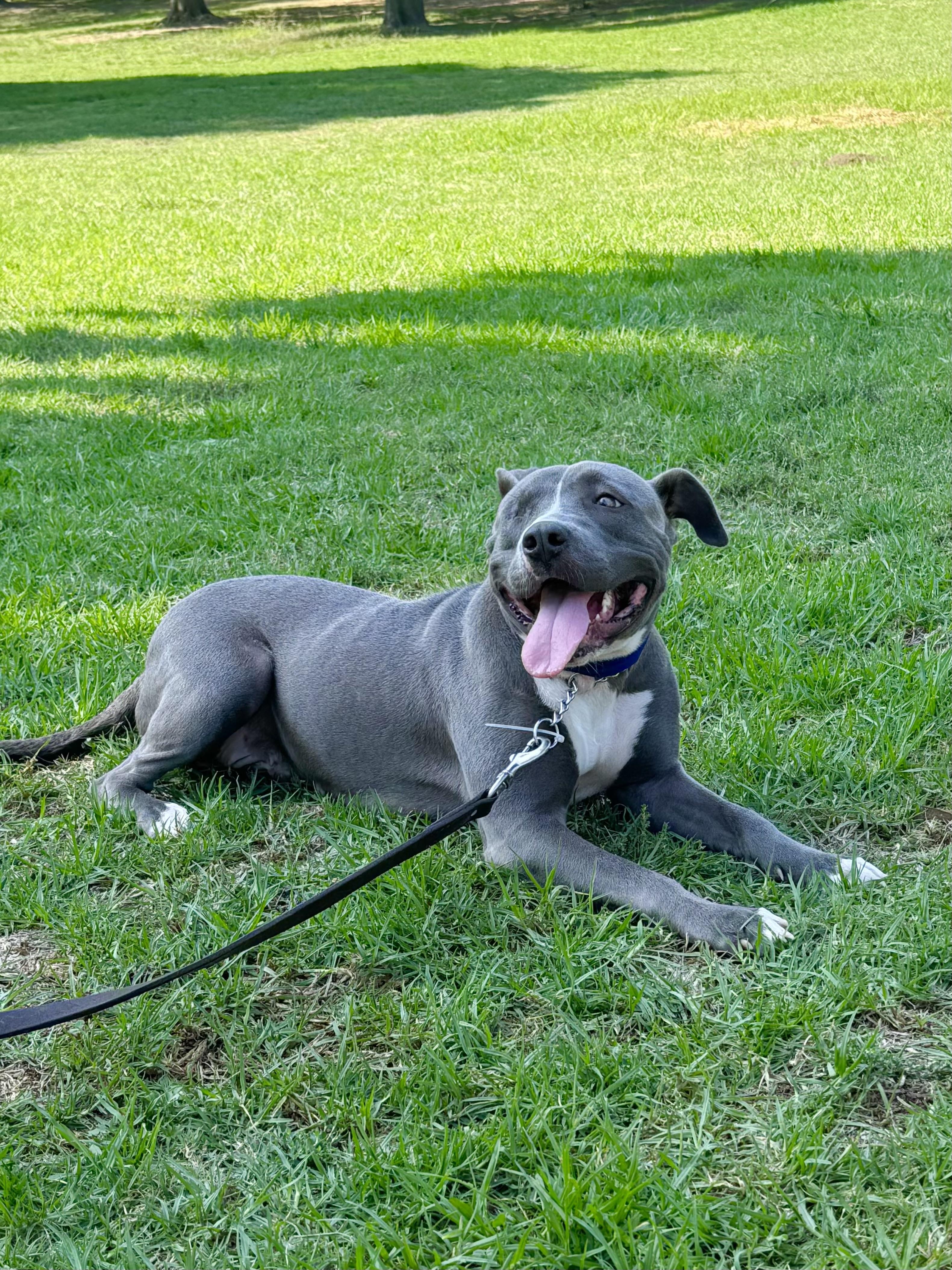 Lila, a Adoptable Pit Bull Terrier in Thousand Oaks, CA image 6/6