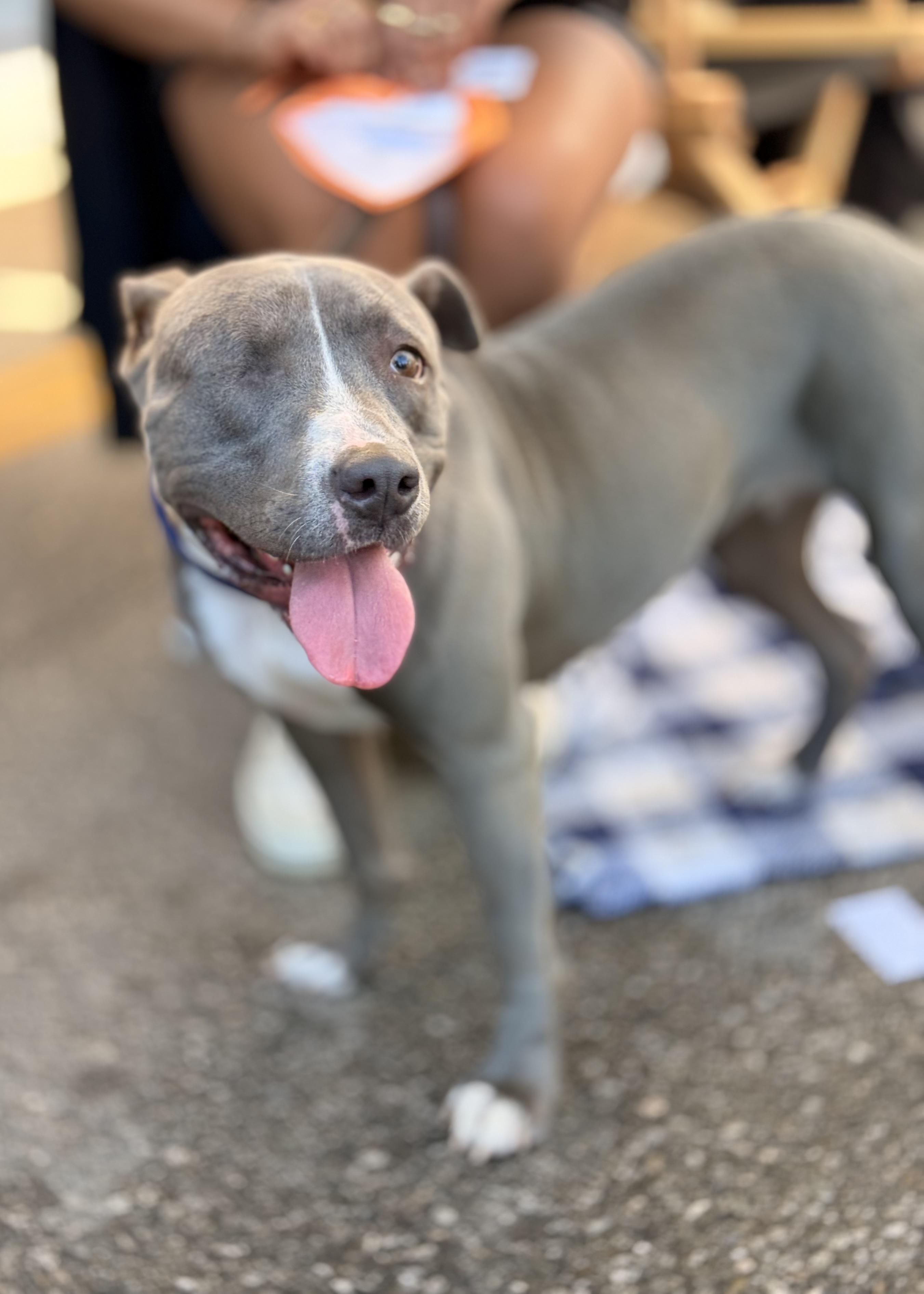 Lila, a Adoptable Pit Bull Terrier in Thousand Oaks, CA image 3/6