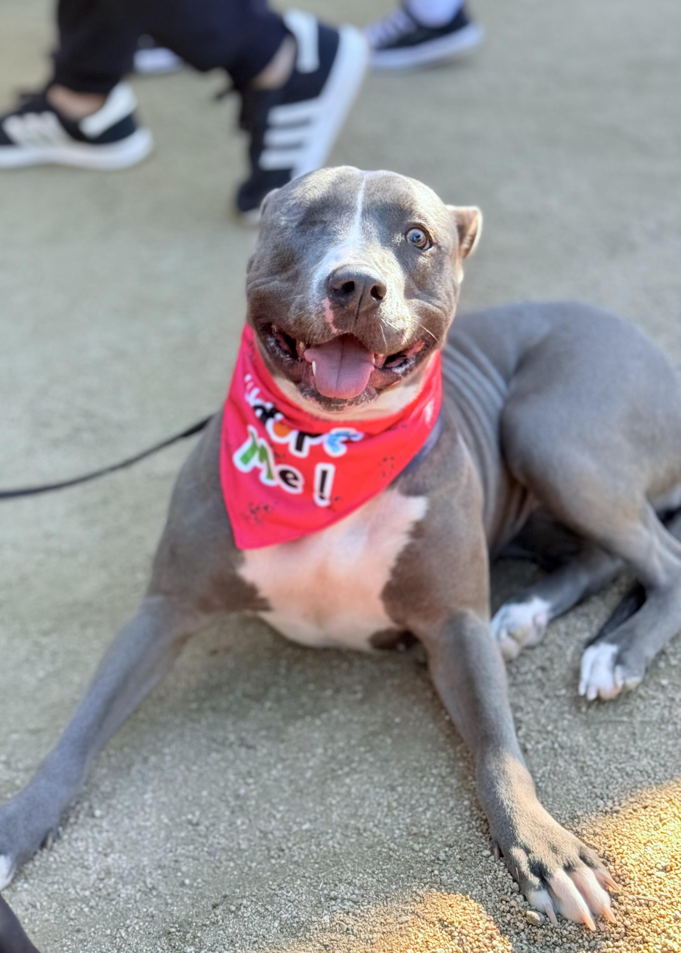 Lila, Adoptable, Young Female Pit Bull Terrier.