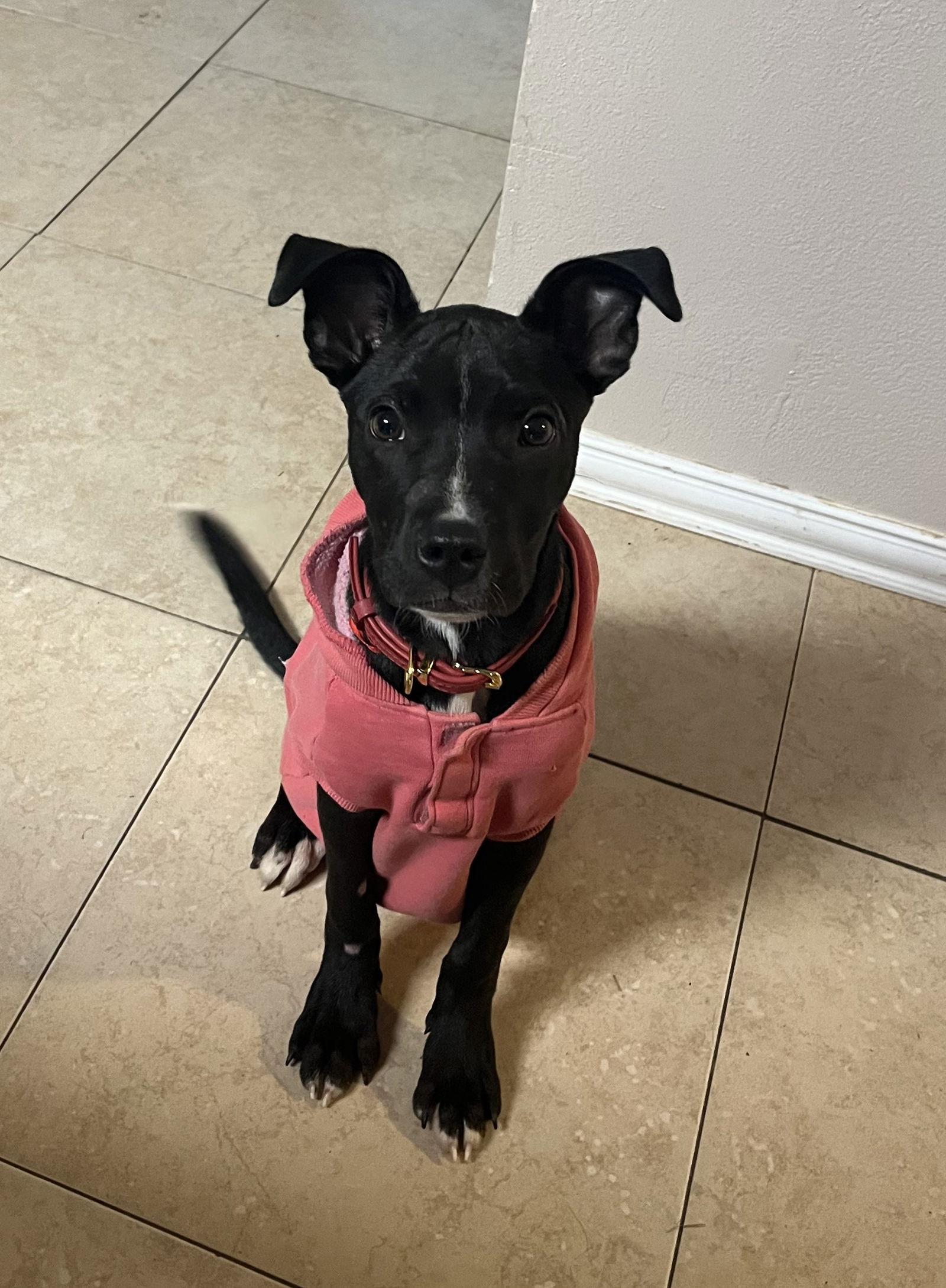 Raider, Adopted, Young Female Miniature Pinscher & Pit Bull Terrier.