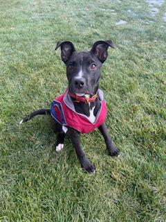 Enlarge Raider, a Adopted mixed breed in Fort Worth, TX image 2/3