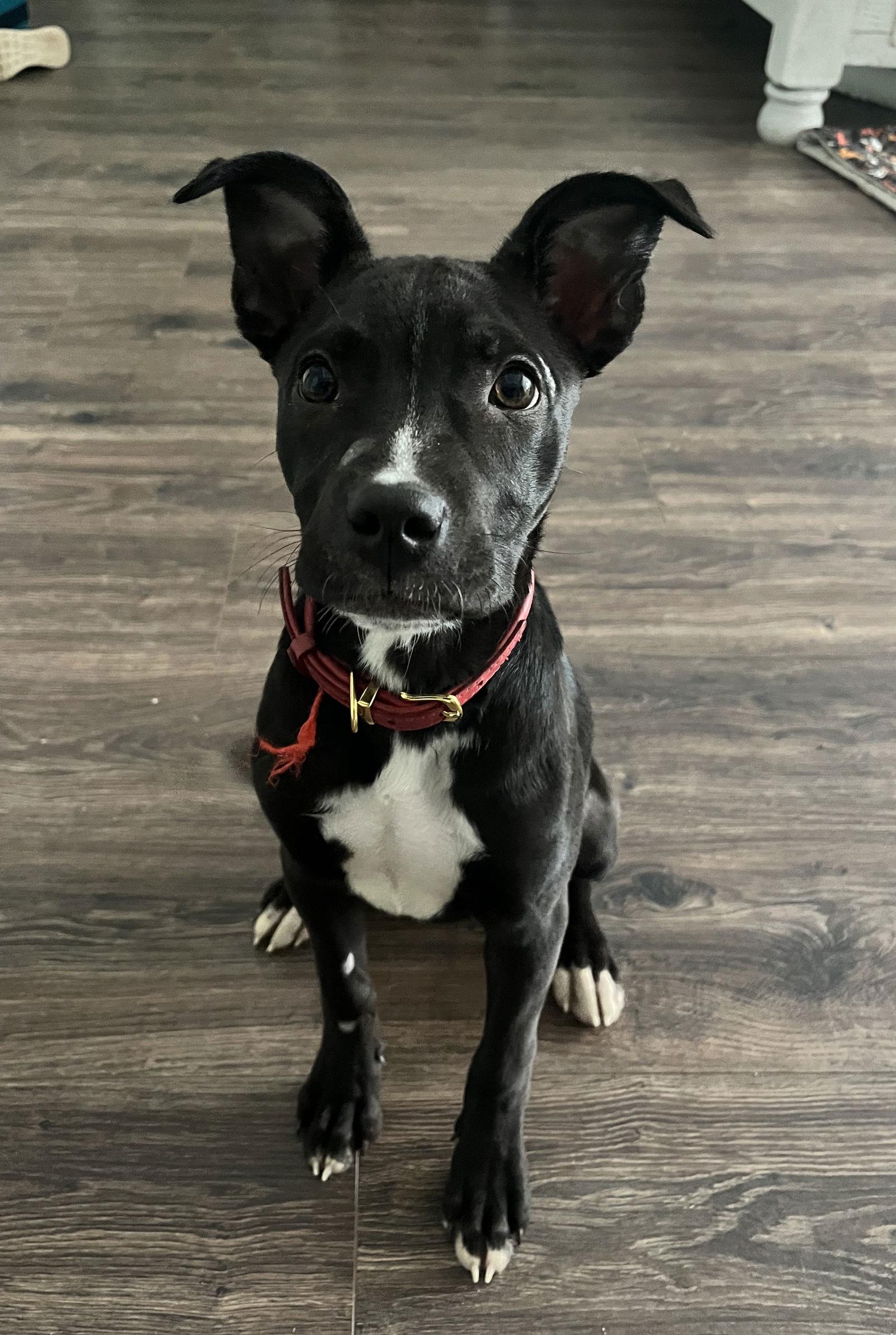 Enlarge Raider, a Adopted mixed breed in Fort Worth, TX image 3/3