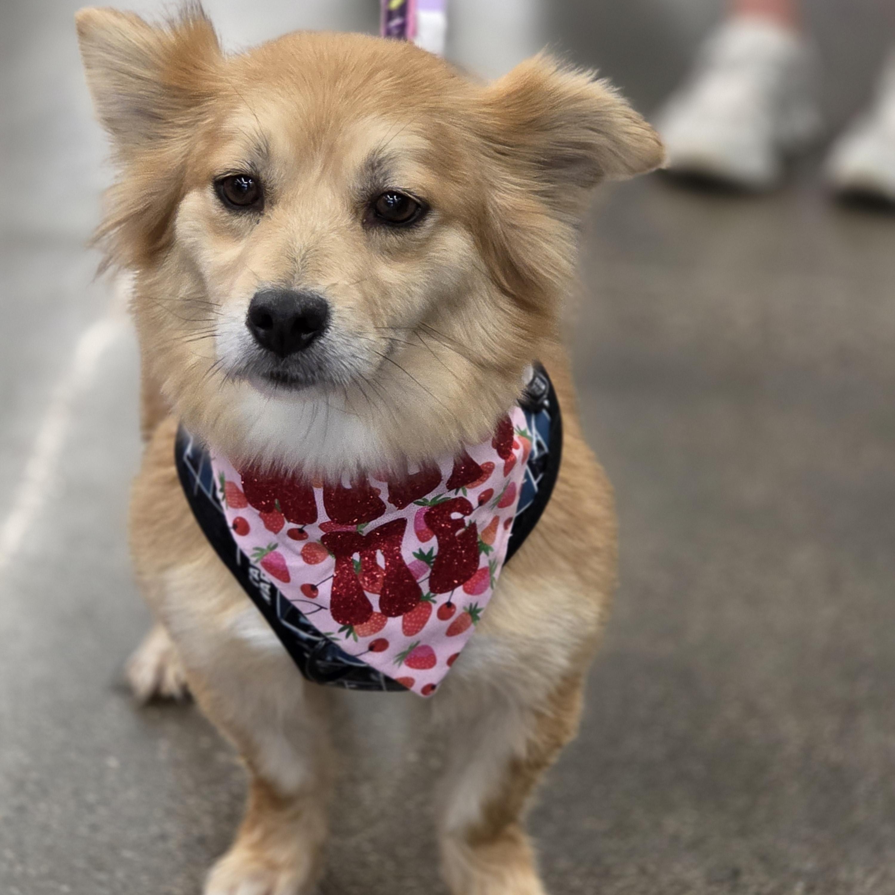 Enlarge Jasper, an adopted mixed breed in Minneapolis, MN image 4/4