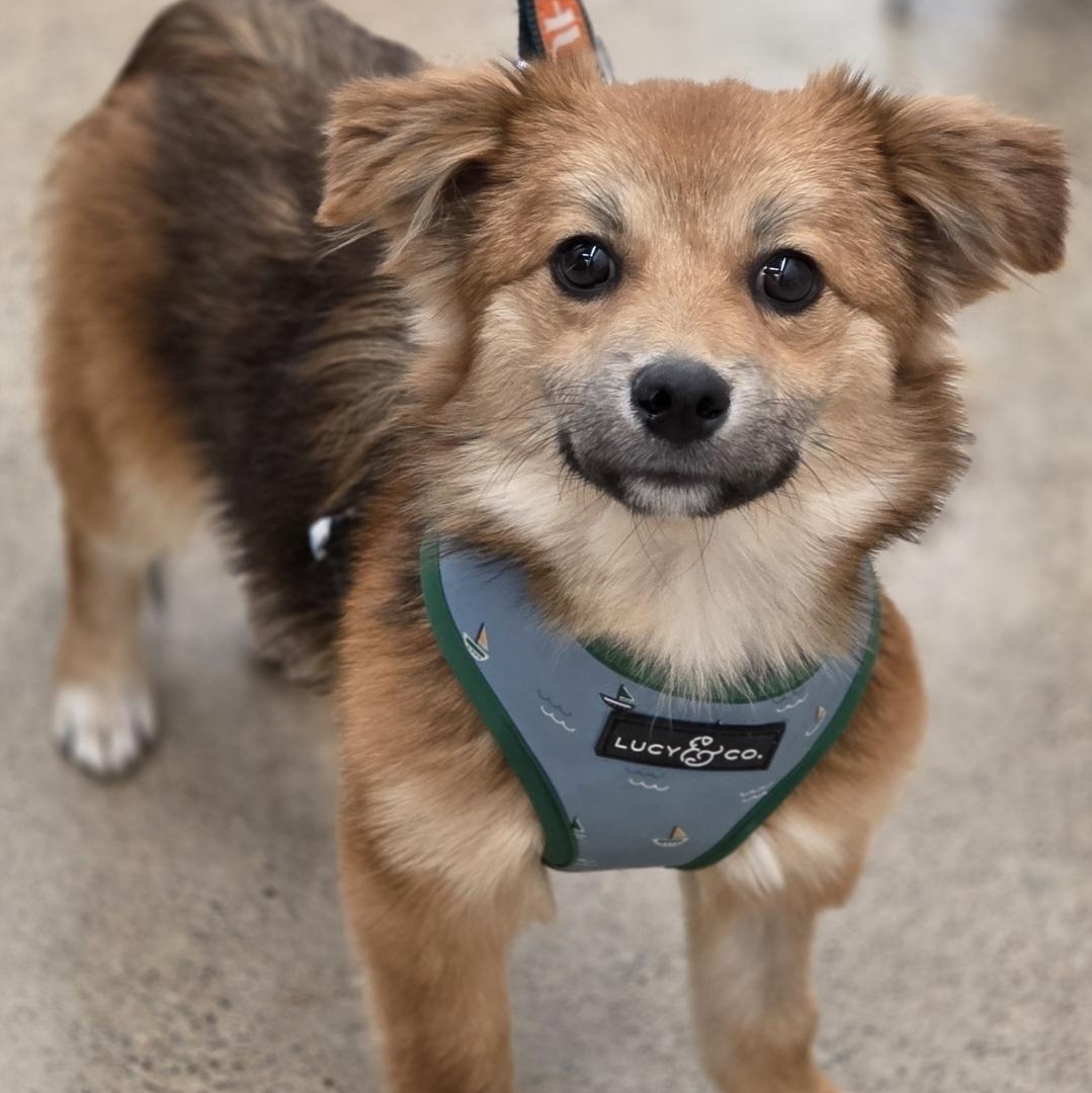 Jasper, adopted, Puppy Male Corgi & Pomeranian.