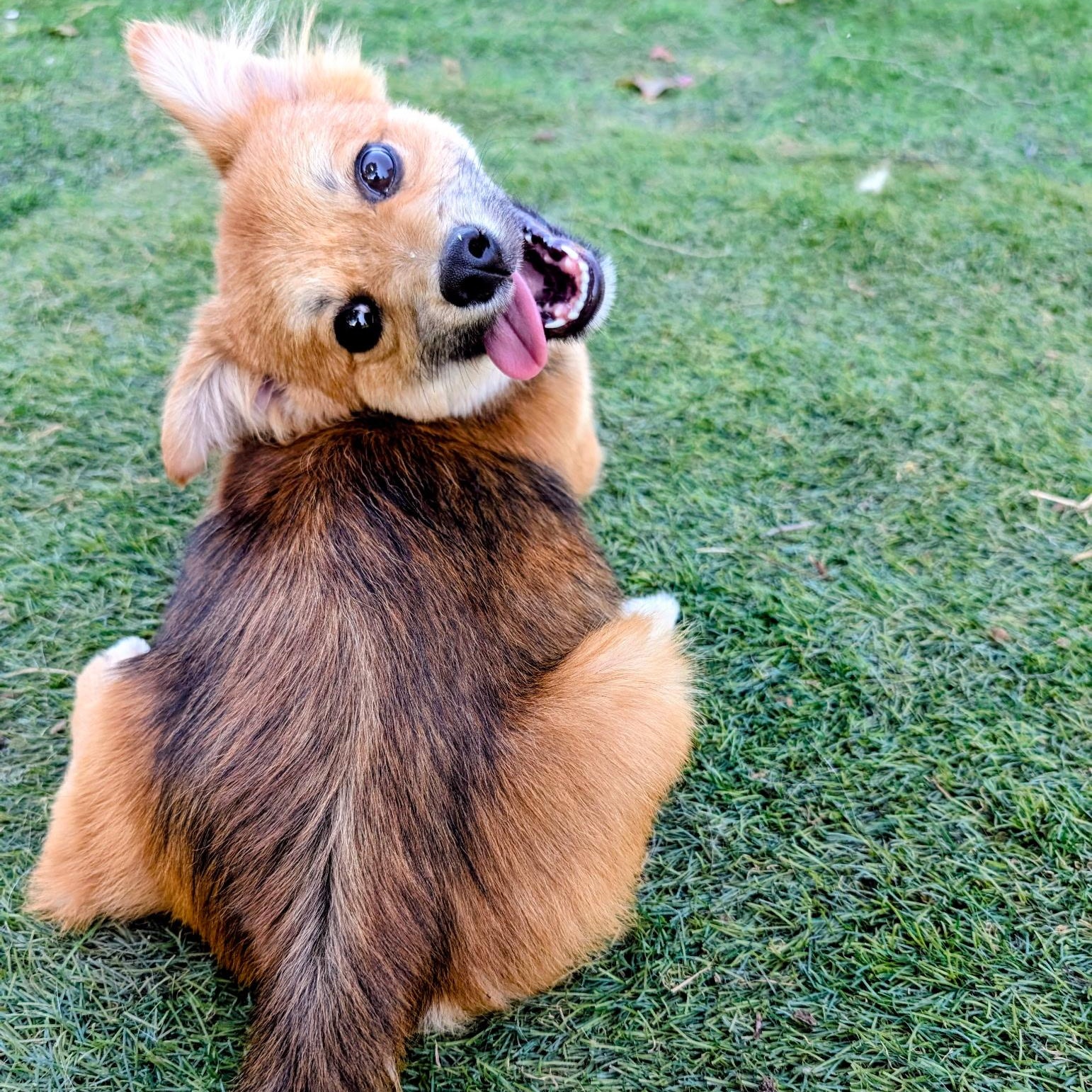 Enlarge Jasper, an adopted mixed breed in Minneapolis, MN image 2/4