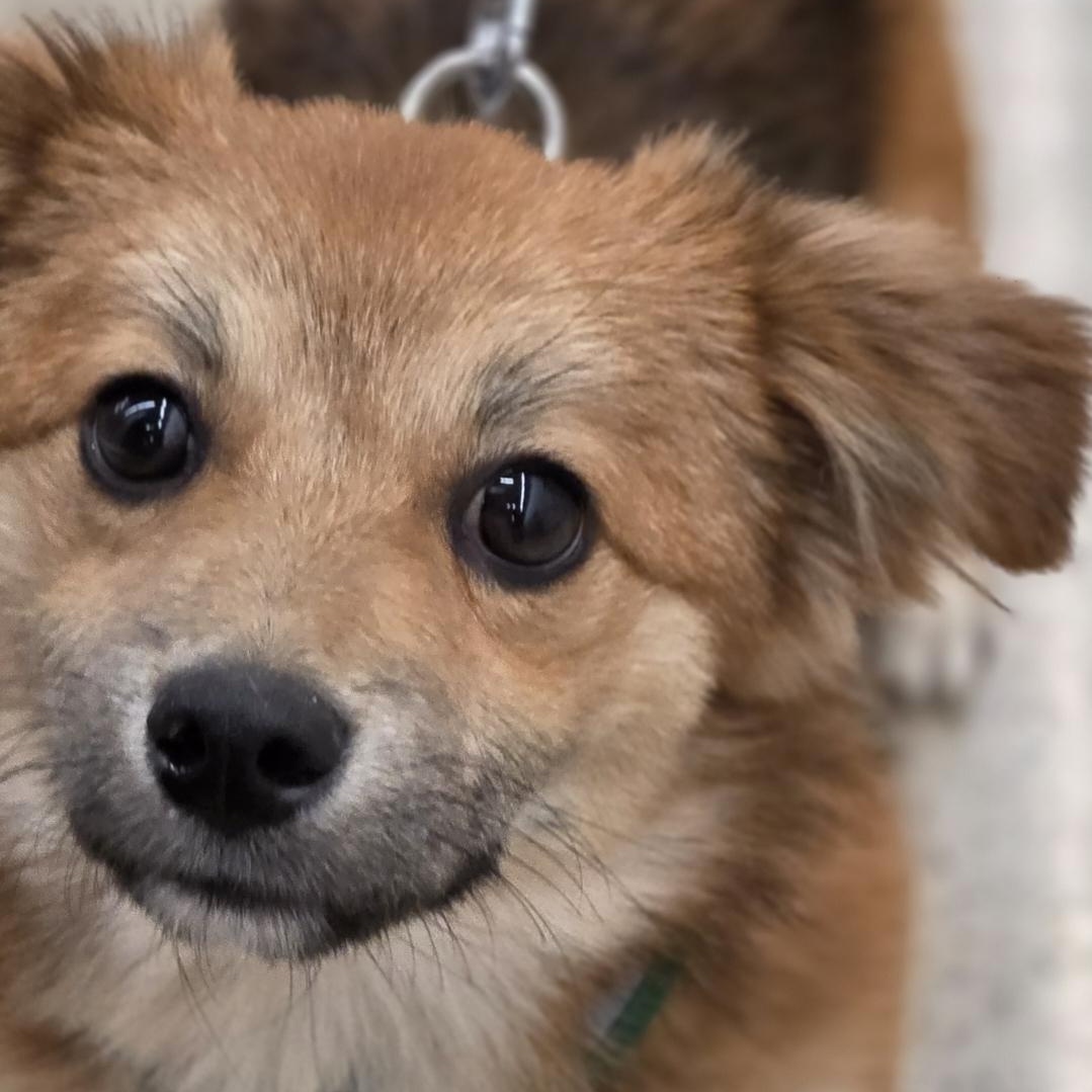 Enlarge Jasper, an adopted mixed breed in Minneapolis, MN image 3/4