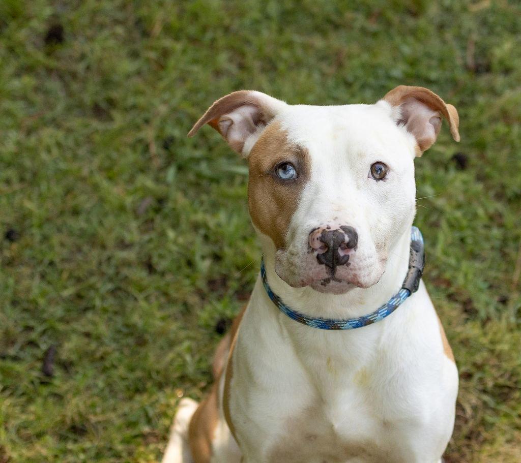 Pluto, Adoptable, Adult Male Mixed Breed.