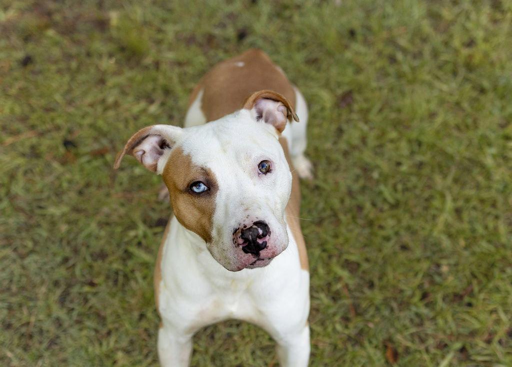 Enlarge Pluto, a Adoptable Mixed Breed in Durham, NC image 2/3