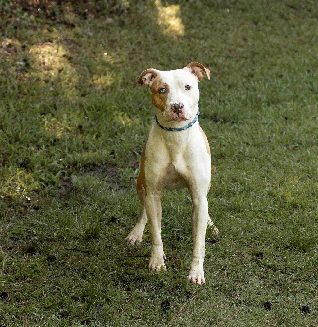 Enlarge Pluto, a Adoptable Mixed Breed in Durham, NC image 3/3