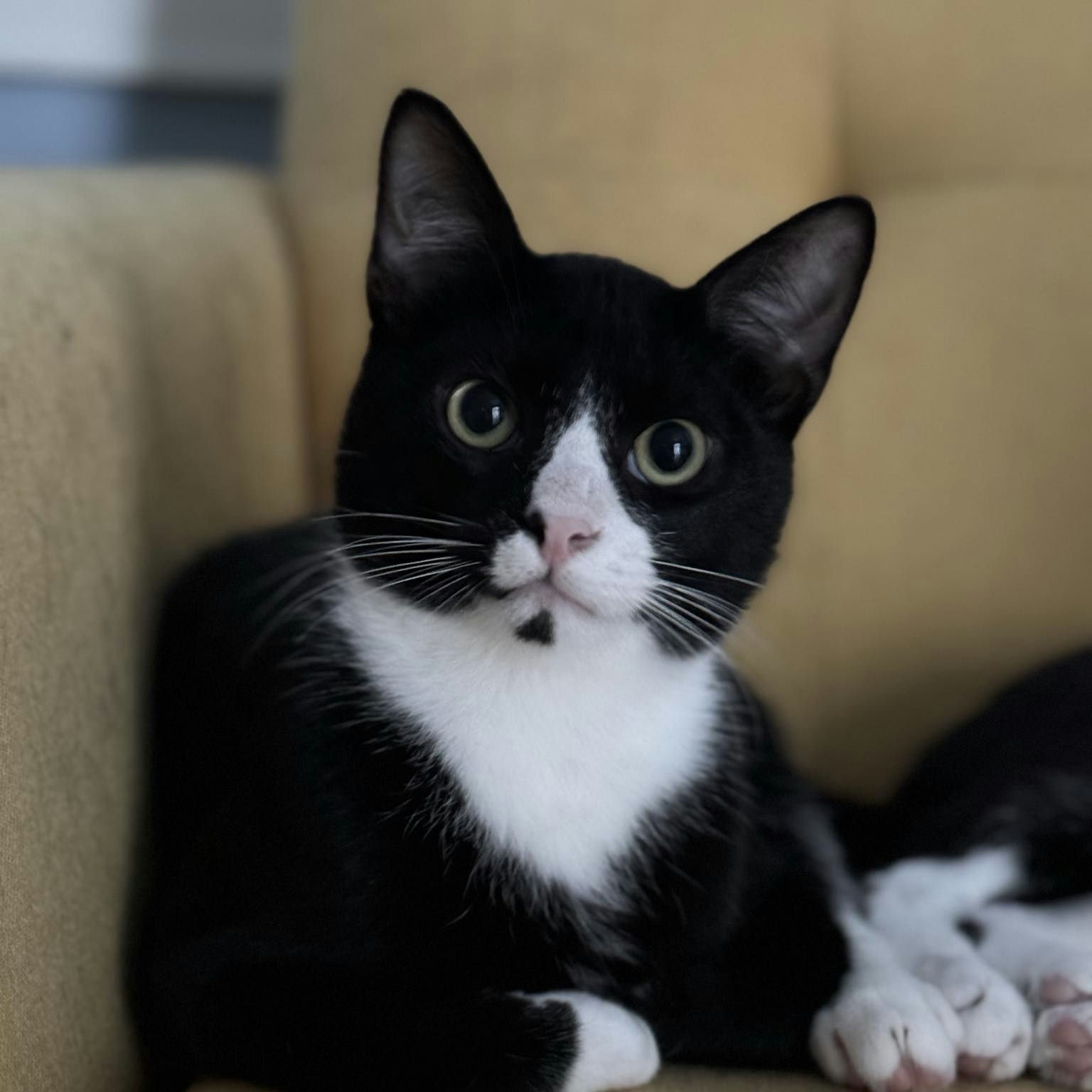 Enlarge Binx, a Adoptable mixed breed in Houston, TX image 3/6