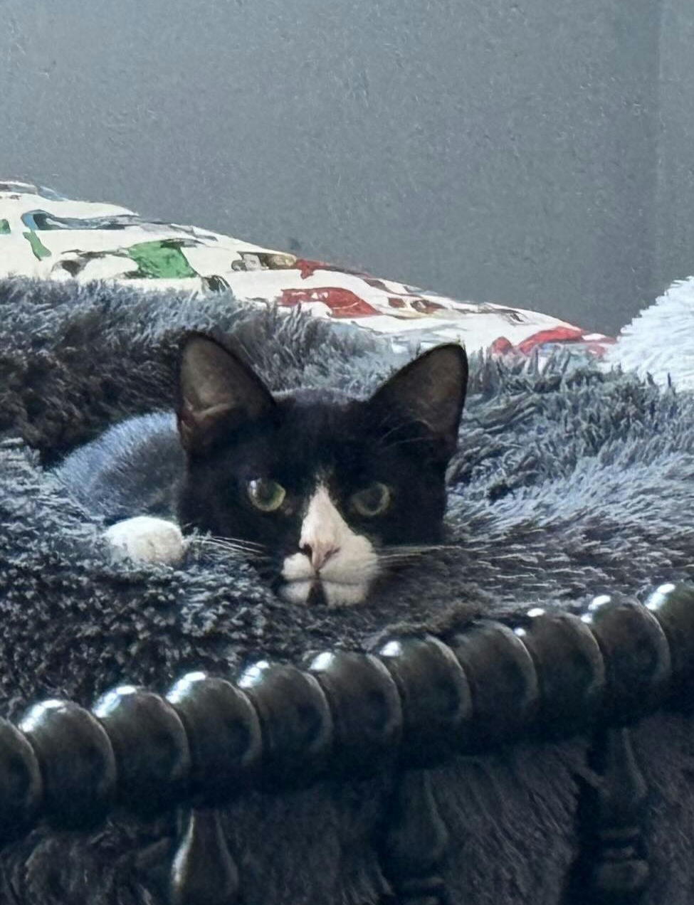 Enlarge Binx, a Adoptable mixed breed in Houston, TX image 6/6