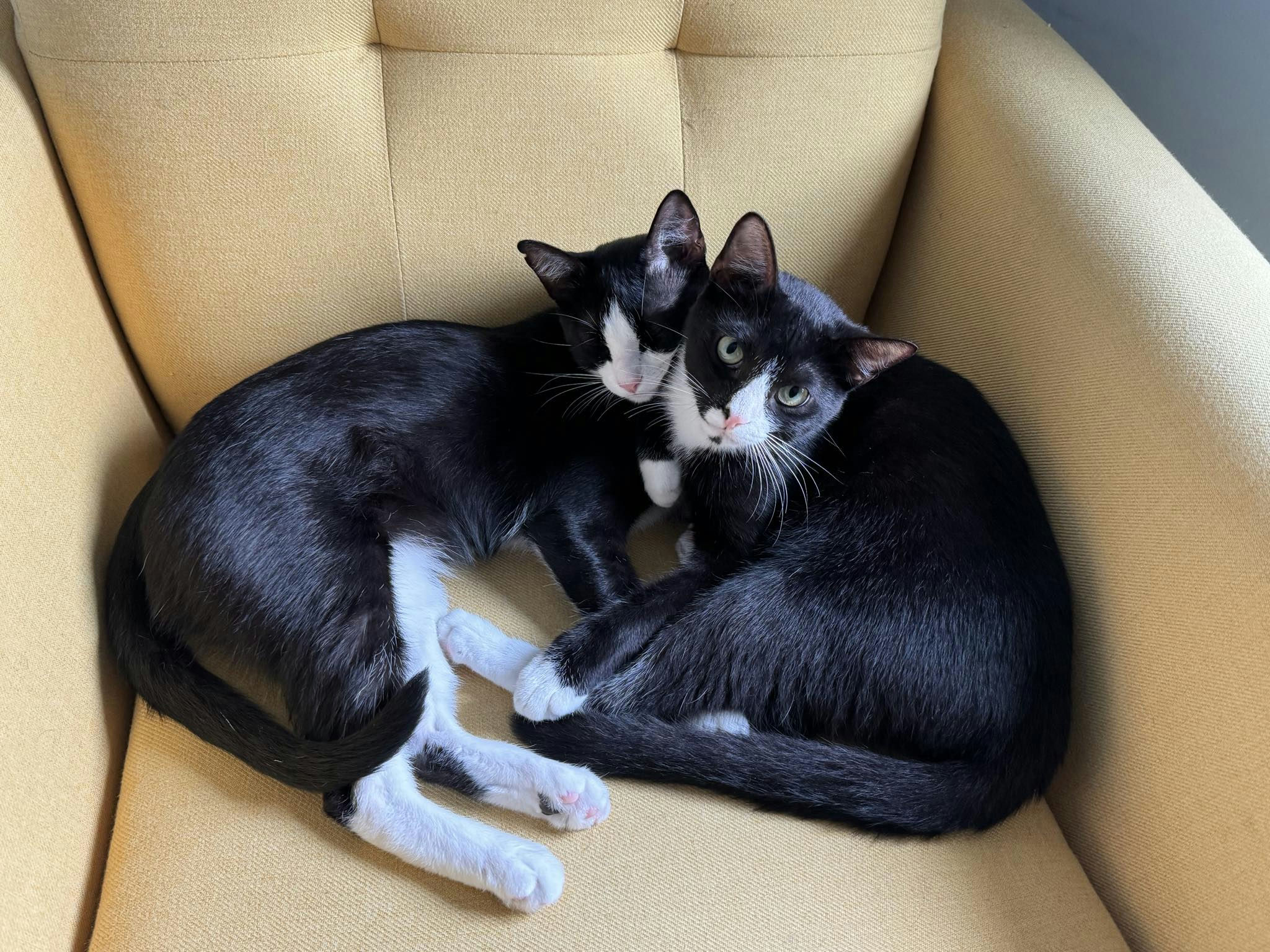 Enlarge Binx, a Adoptable mixed breed in Houston, TX image 5/6